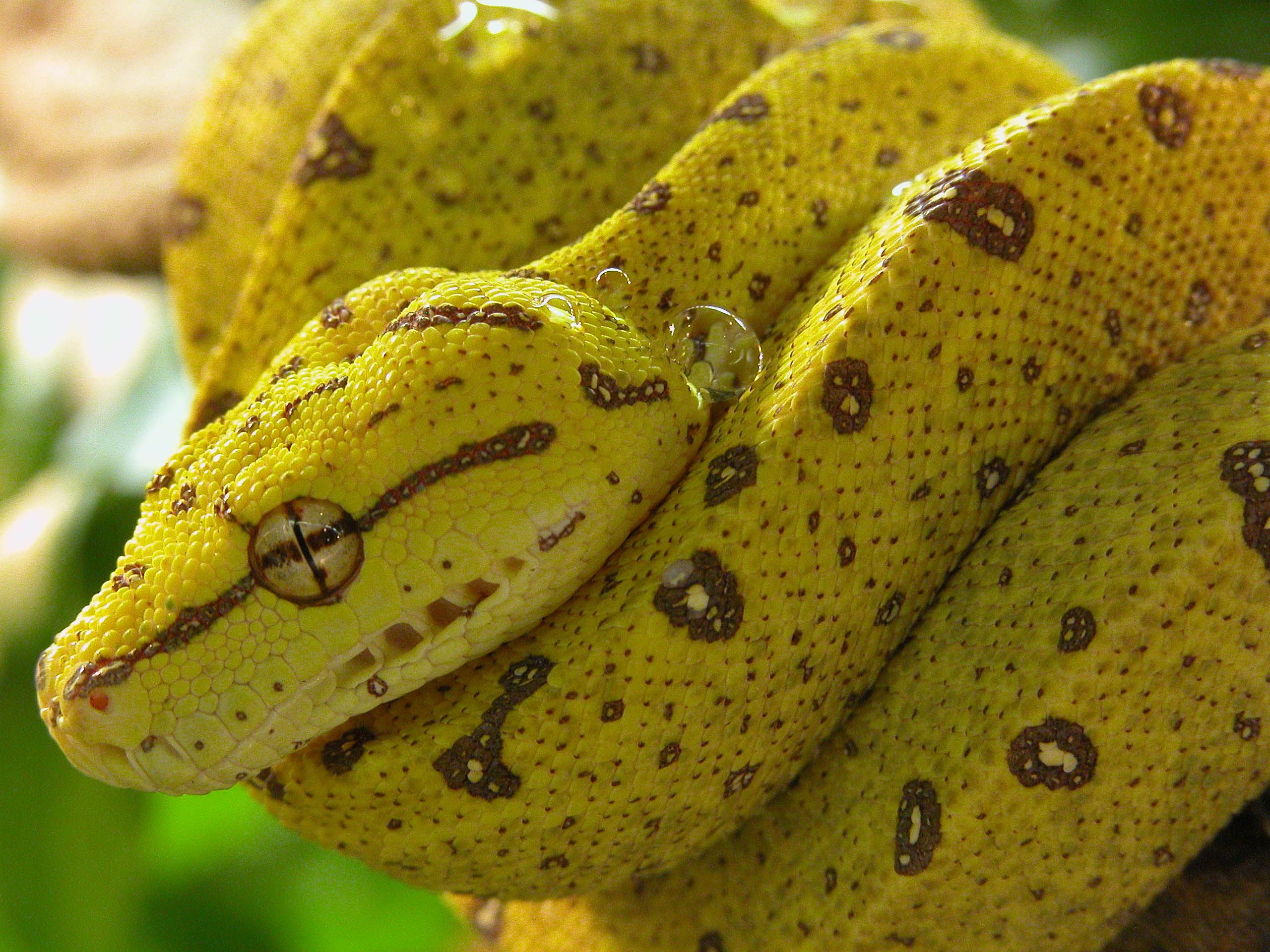 树蟒：自然中的黄色蛇，热带栖息地，独特物种。