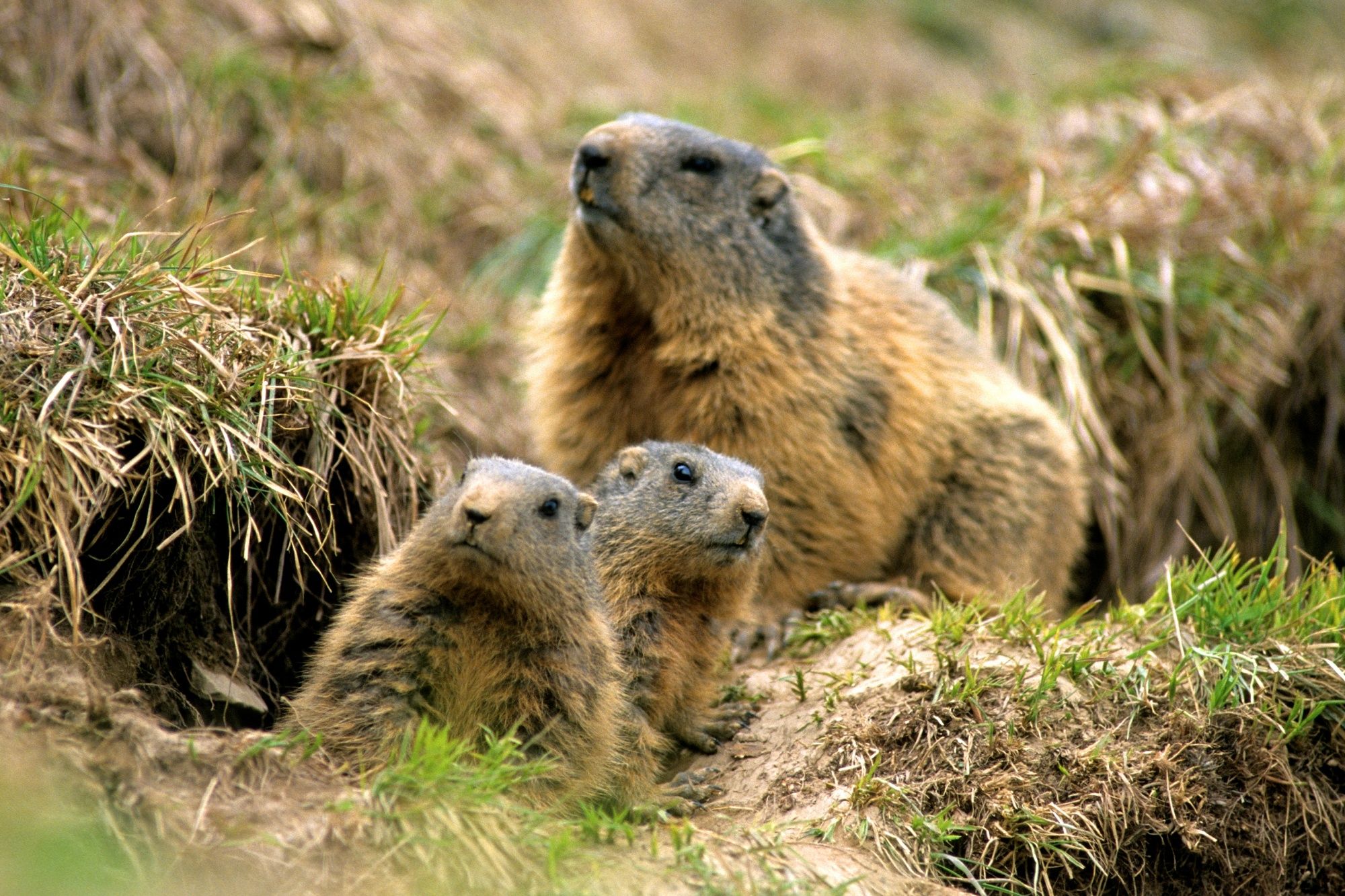 在自然中的旱獺，生動地生活在阿爾卑斯山的綠草地上。