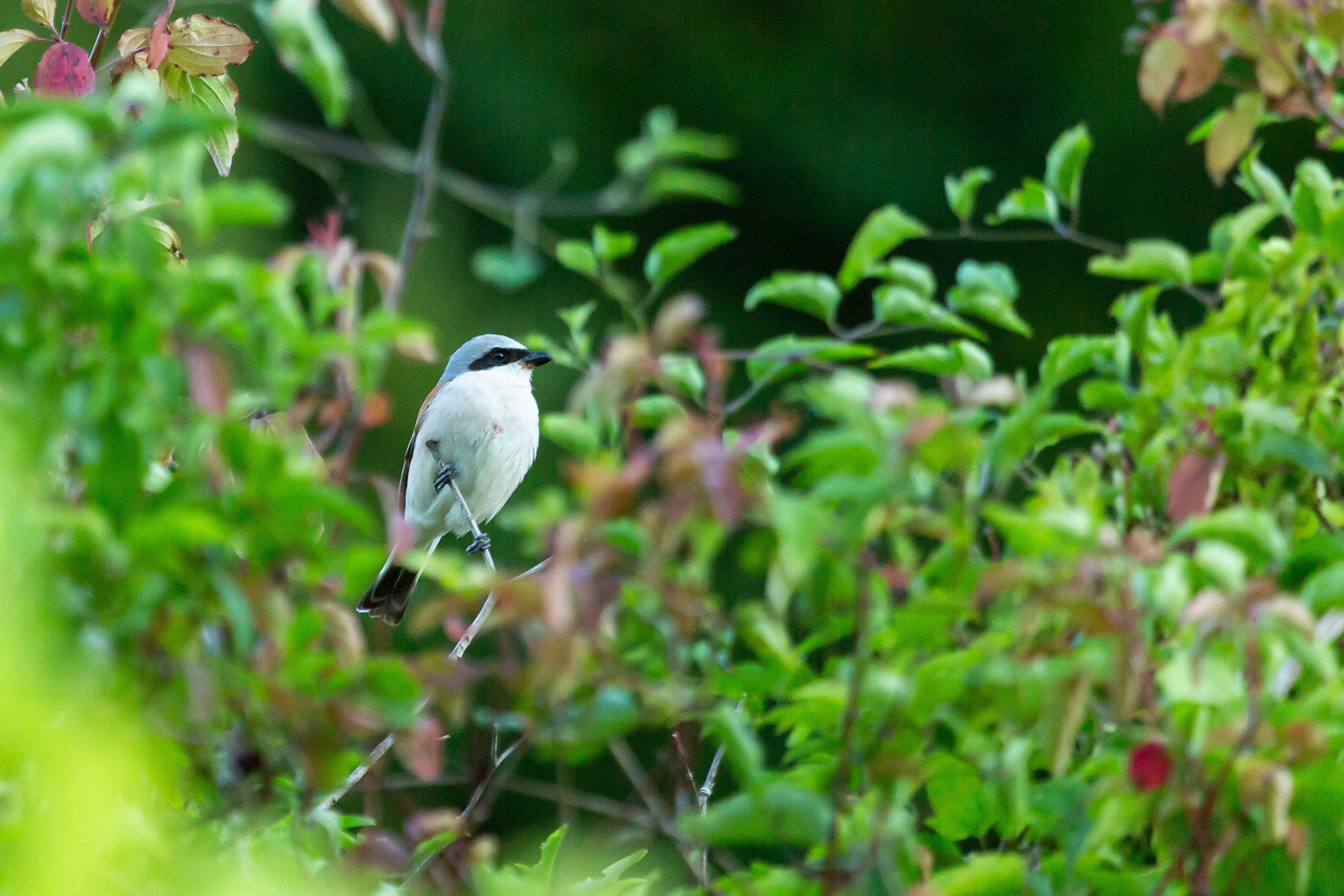Neuntöter: Amati burung yang menakjubkan ini di alam yang mekar di musim bunga.