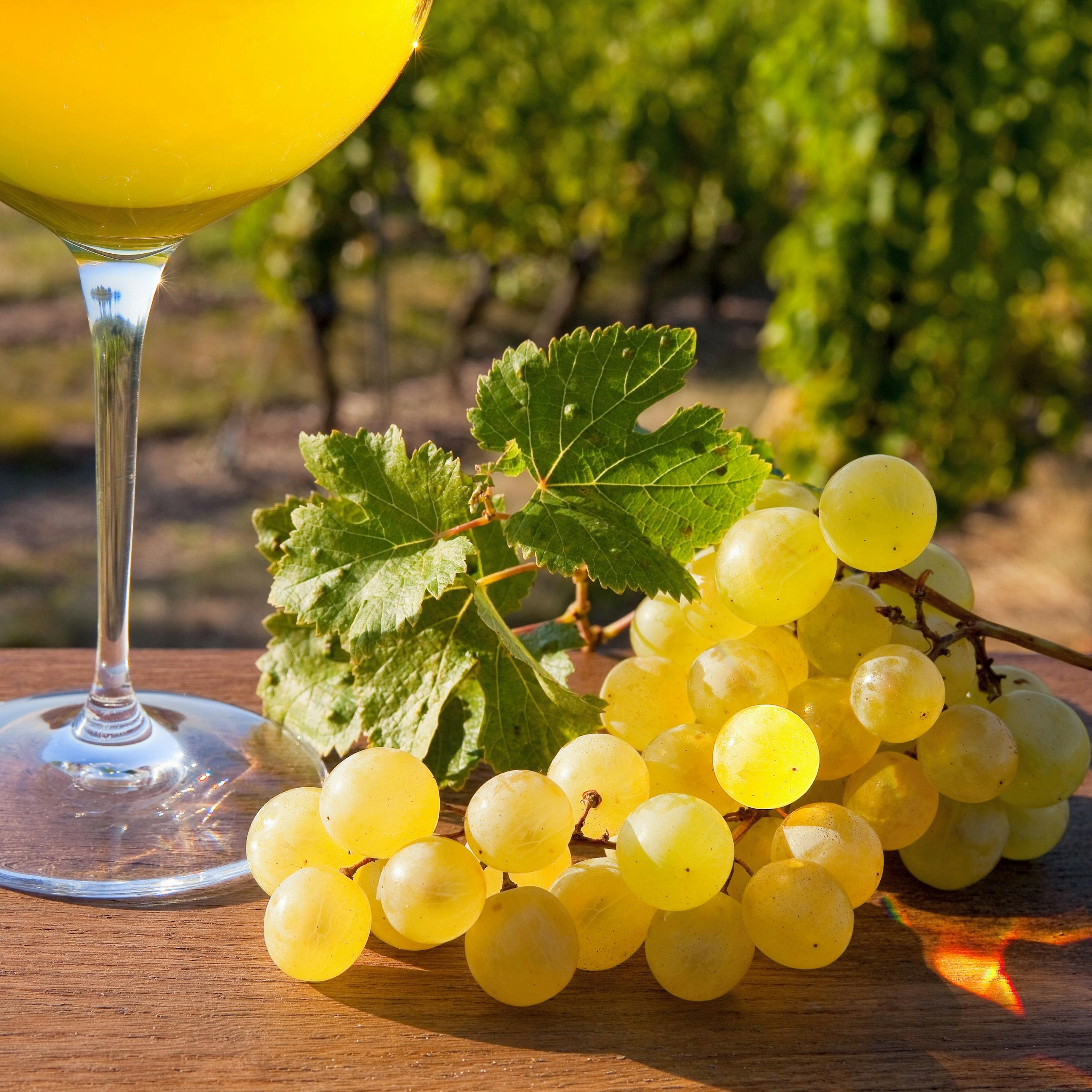 Weindegustation: Genieße frische Trauben im Weinberg mit köstlichem Wein, ideal für Sommertage.