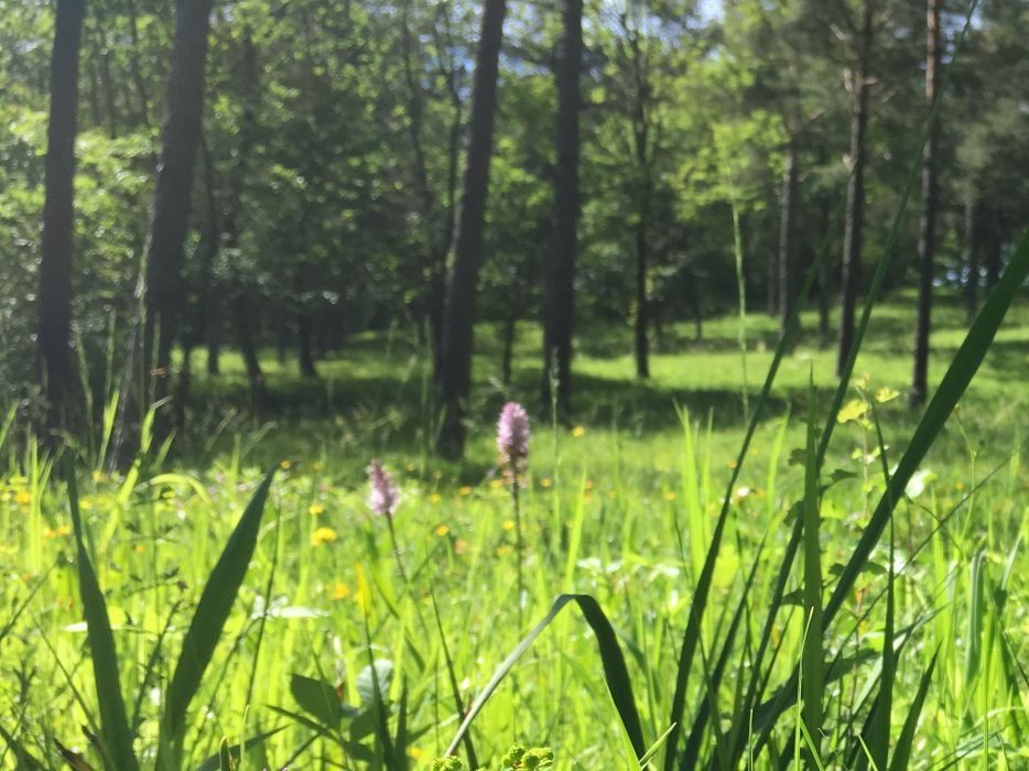 Perjalanan Melihat Anggrek: Temukan bunga-bunga berwarna-warni di padang rumput saat menjelajahi alam.
