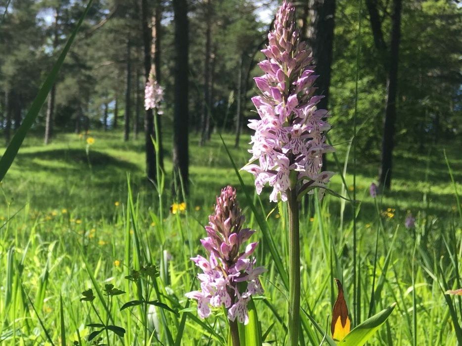 Jalan-Jalan Melihat Orchid: Temukan Keanekaragaman Bunga di Suaka Margasatwa saat Musim Panas.