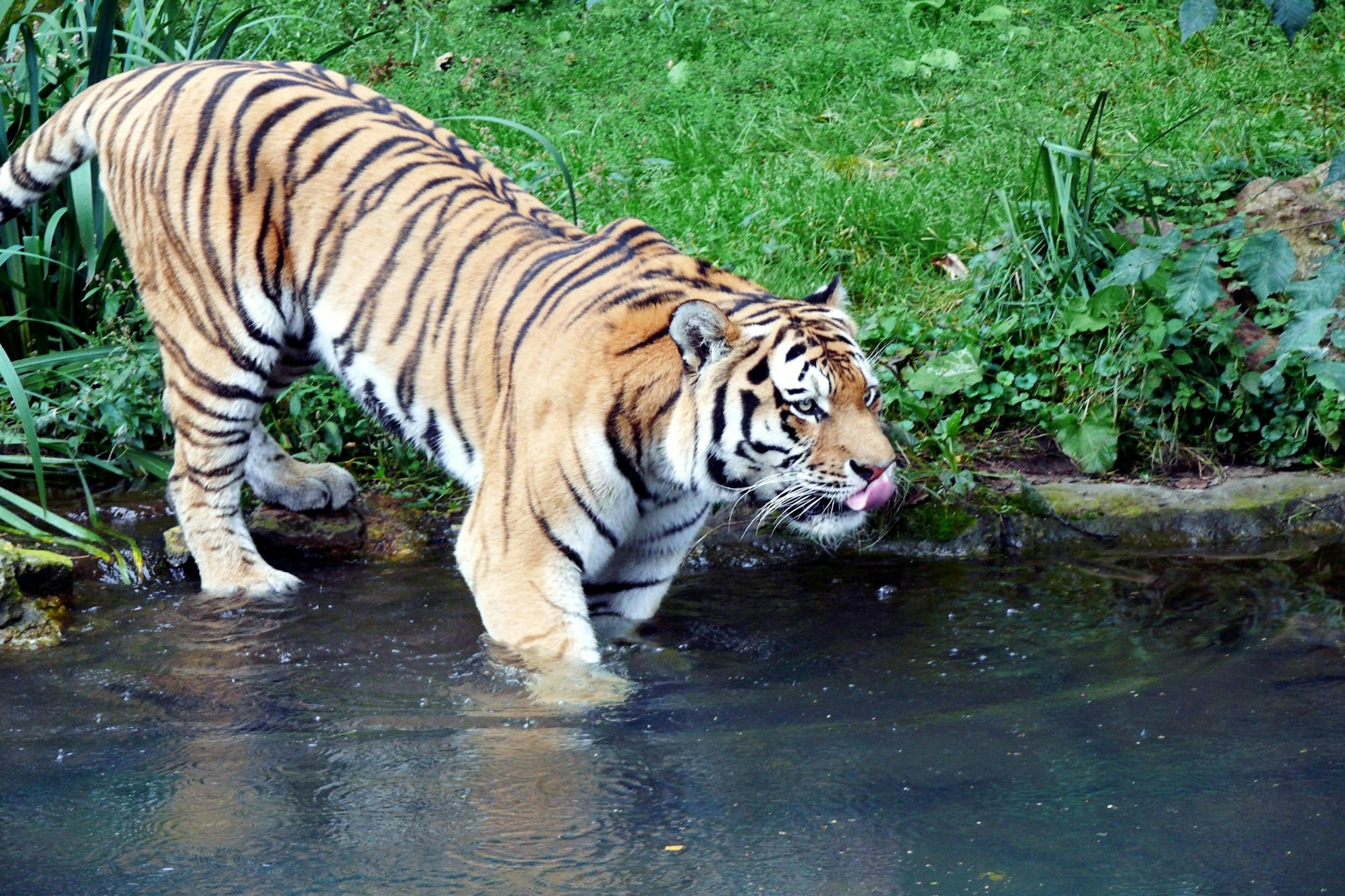 चिड़ियाघर में बाघ: पानी में राजसी जानवर, चिड़ियाघर की प्रकृति में आरामदायक।
