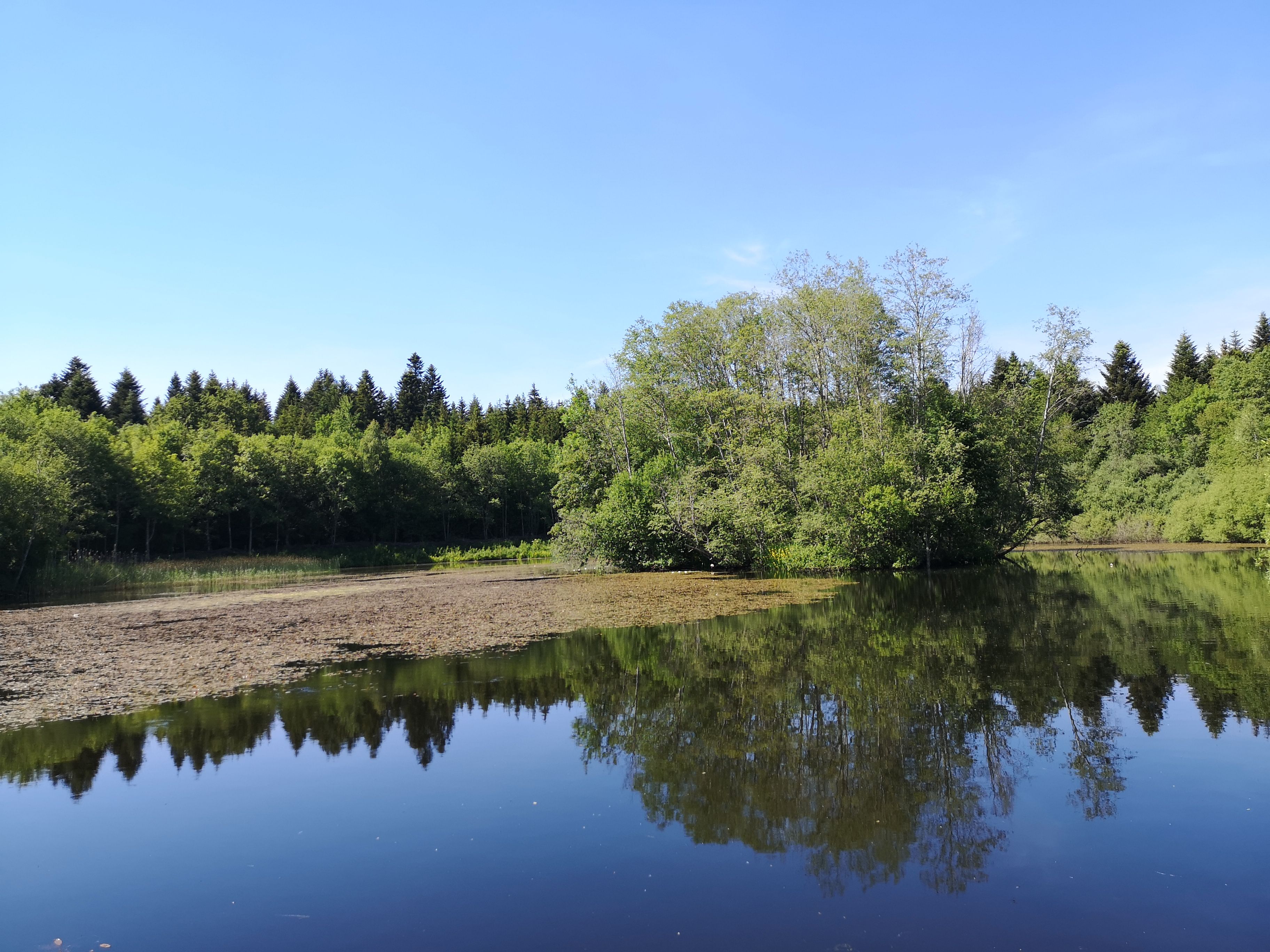 조라 자연공원, 물 속에 비친 모습, 배경에 초록 나무들