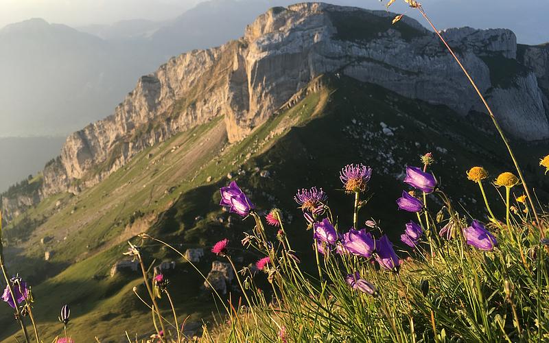 比拉图斯：花卉小径，五彩缤纷的花朵与山景，理想的徒步旅行和自然爱好者之地