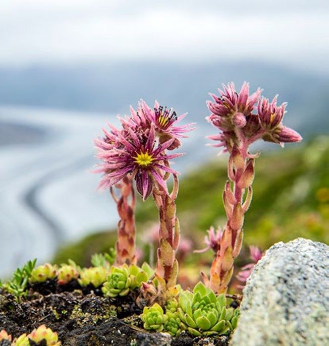 Jardín Alpino Pro Natura con plantas coloridas en Riederalp