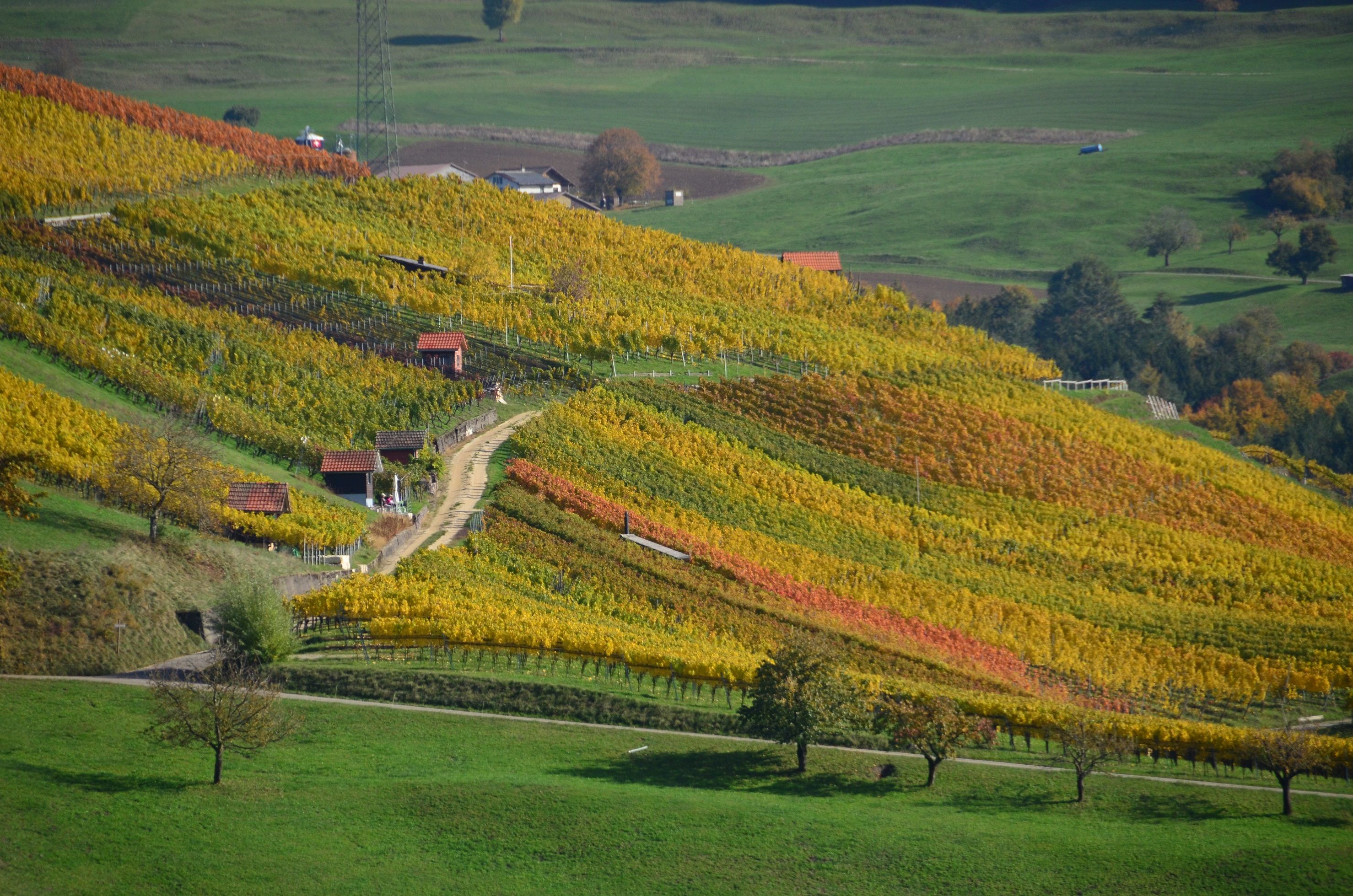 Caminhada do Vinho: Descobre as paisagens vinícolas outonais no Jurapark Aargau.