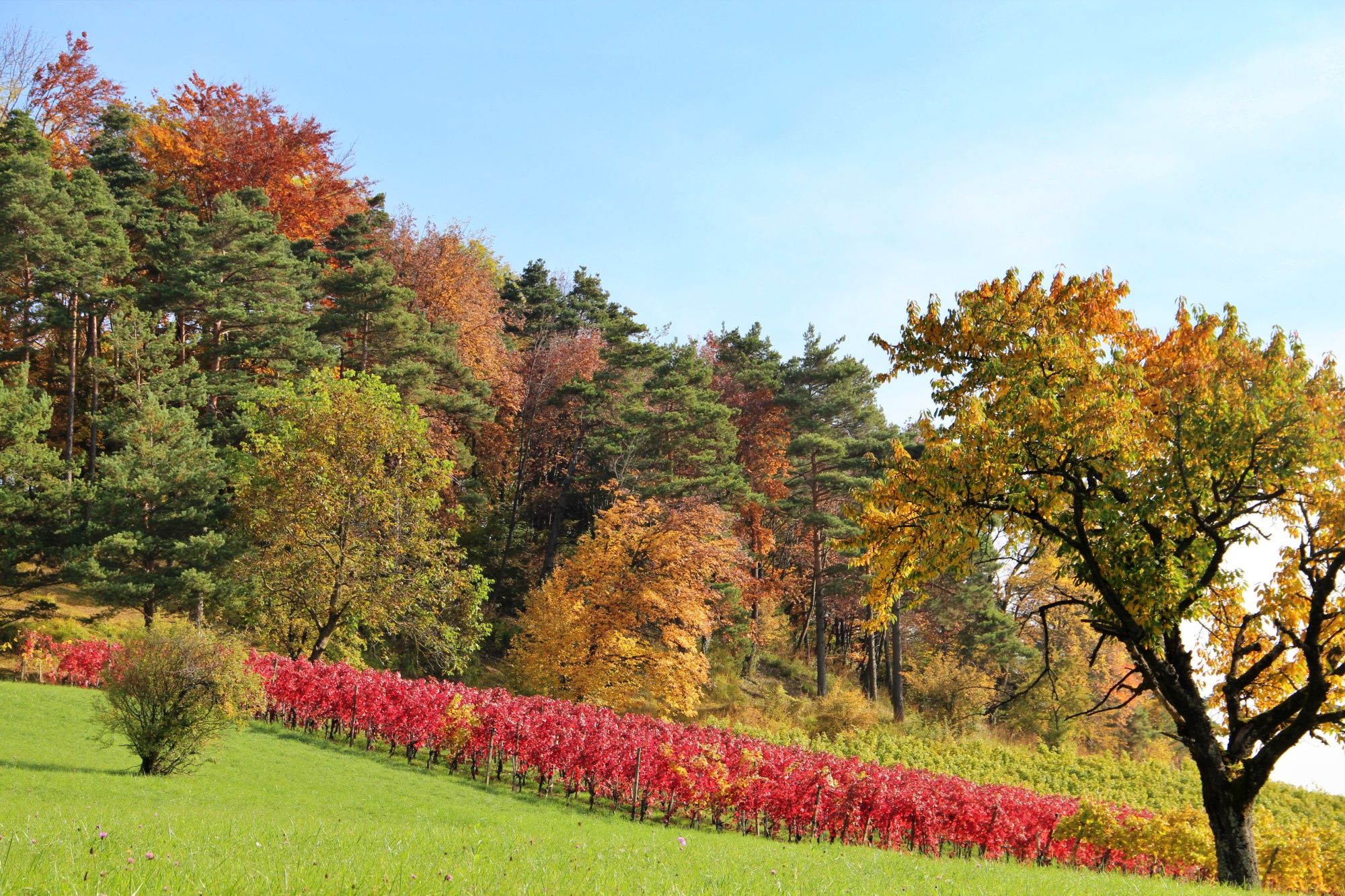 Vignes cerisiers en automne avec des arbres aux feuilles colorées et des rangées de vignes au soleil.