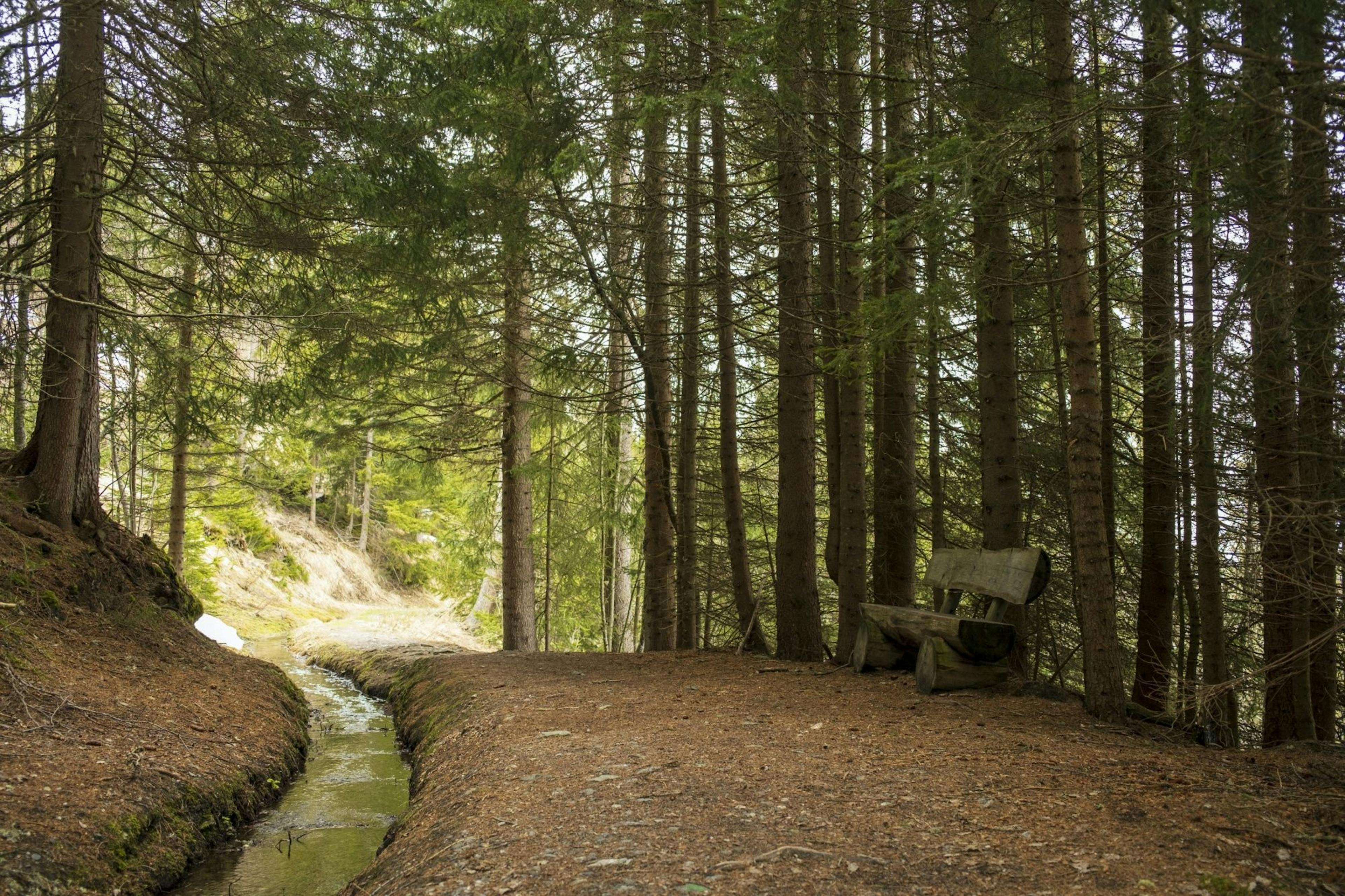 Sentier forestier avec banc en bois et ruisseau à Riddes, idéal pour les amoureux de la nature et ceux qui cherchent à se détendre.