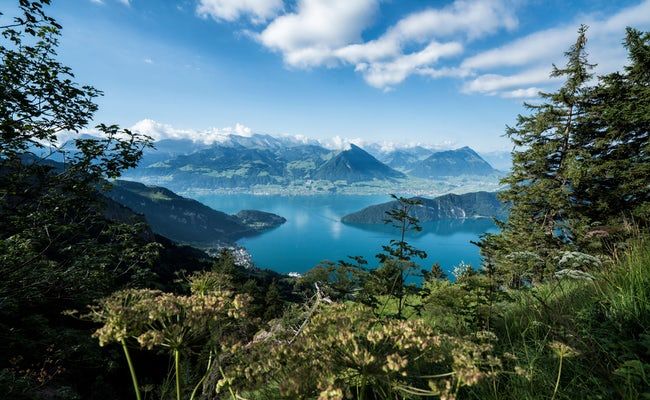 रिगी Panorama विर्वाल्डस्टैटर झील पर हरे खेत और पर्वतों के साथ