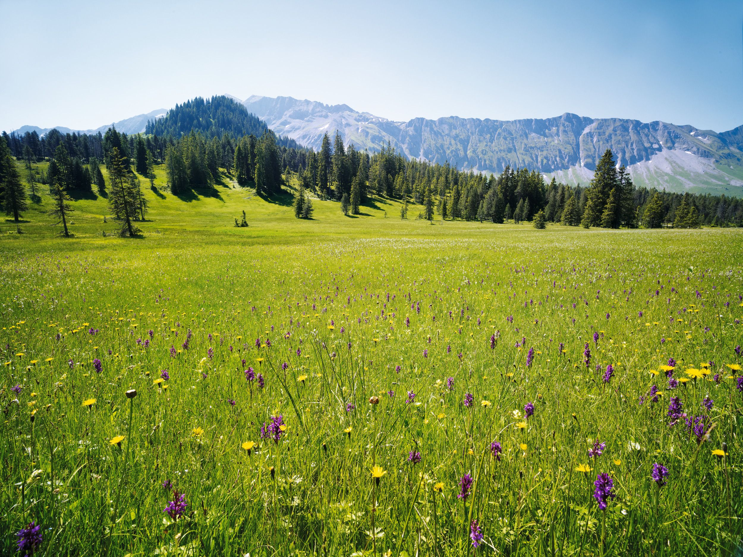 엔틀부흐 생물권, 꽃이 만개한 초원과 배경의 알프스.