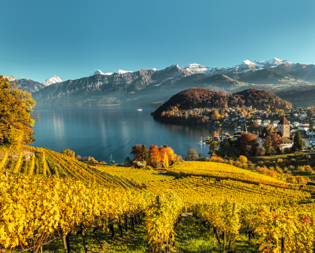 Vineyards in Switzerland with a view of the lake, surrounded by mountains and autumn nature.