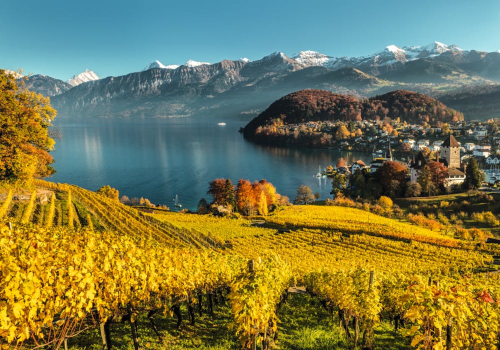 Viñedos en Suiza con vistas al lago, rodeados de montañas y naturaleza otoñal.