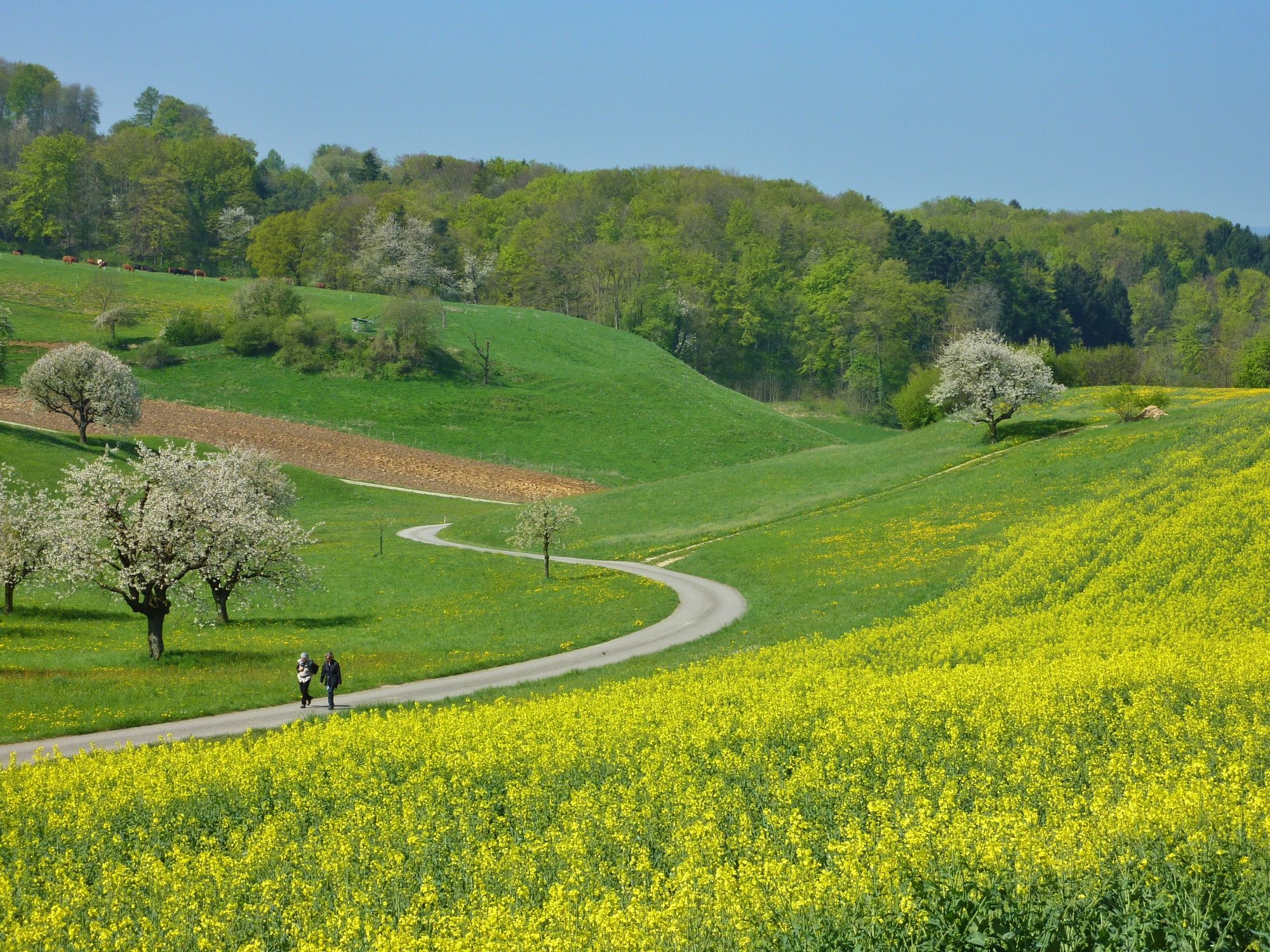 Sagumulitäl bei Linn: Underbar vandringsled genom blommande ängar och kuperad landskap.