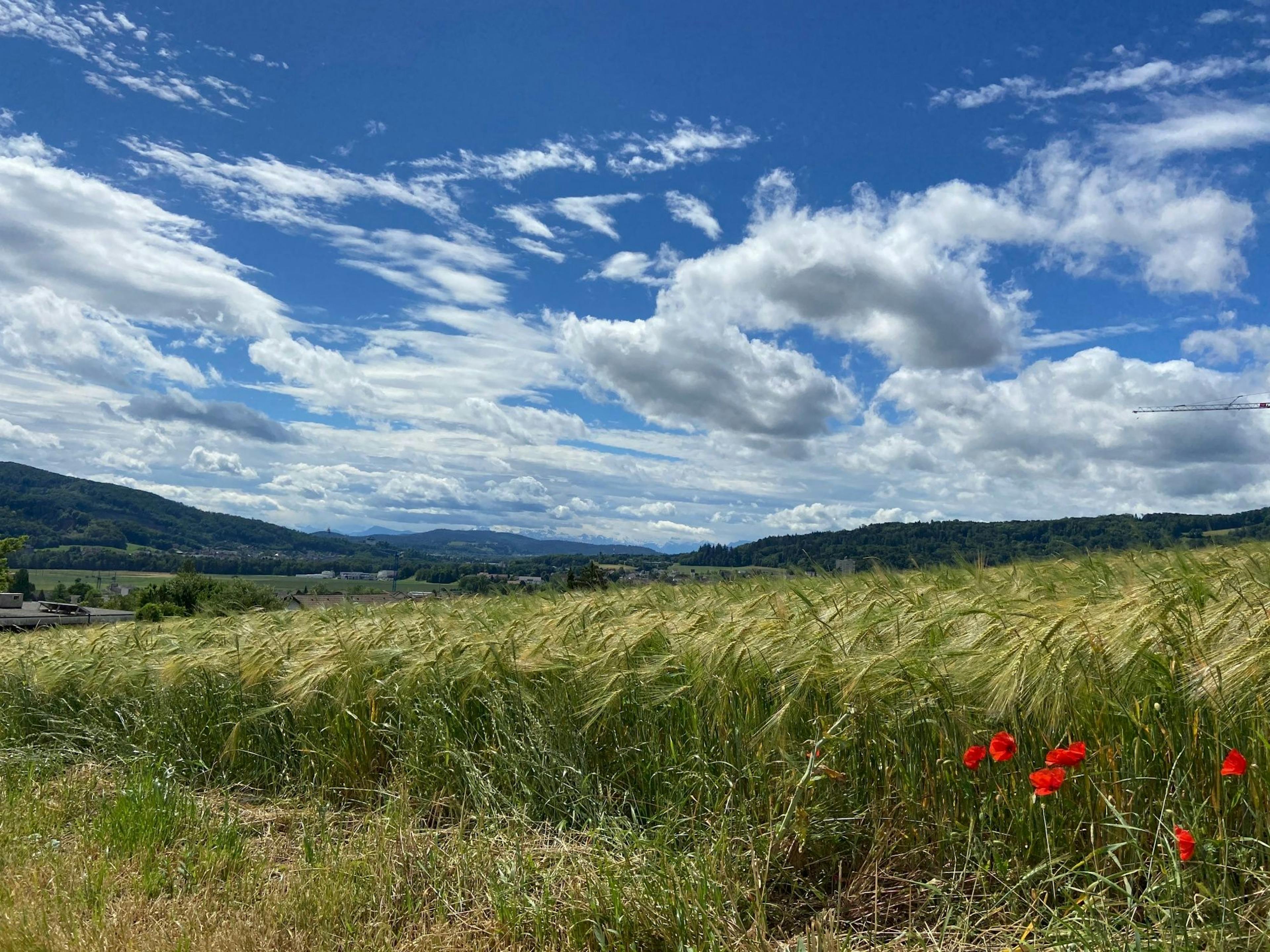 Jurapark Aargau: Wiesenlandschaft bei Schinznach mit blühenden Mohnblumen und Wolken am Himmel.