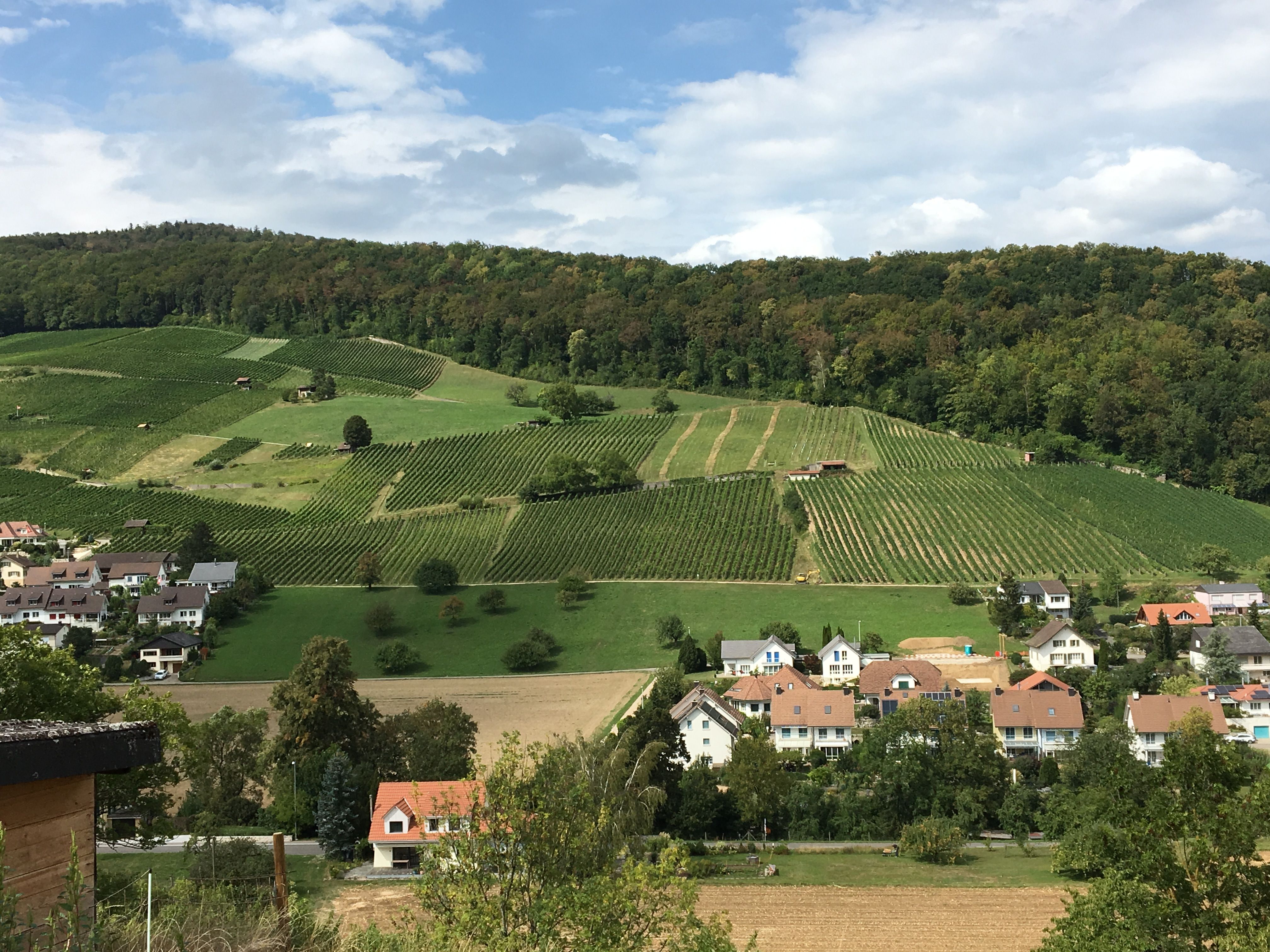 Schinznach: Goditi la passeggiata Glögglifrosch attraverso la natura da sogno in Aargau.