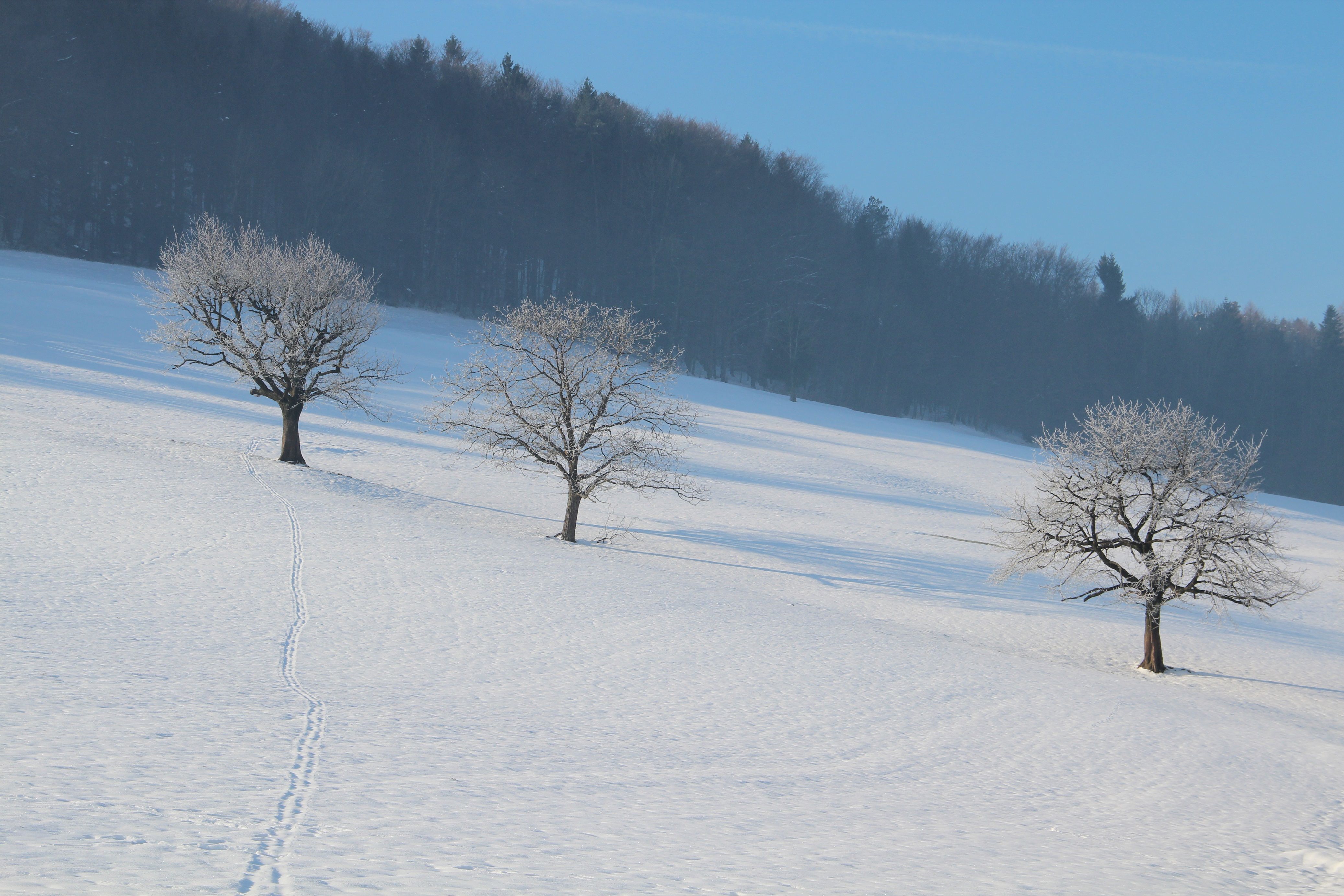 Winterwanderung in einer winterlichen Landschaft mit verschneiten Bäumen im Sonnenlicht.