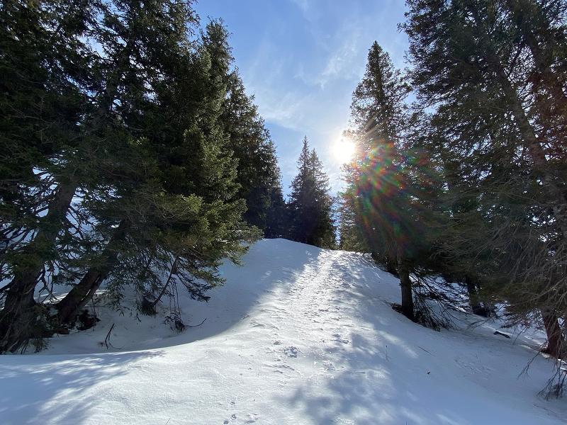 Tour de raquetas de nieve en el valle de Frümsel: paisaje invernal con árboles y sol, ideal para los amantes de la naturaleza.