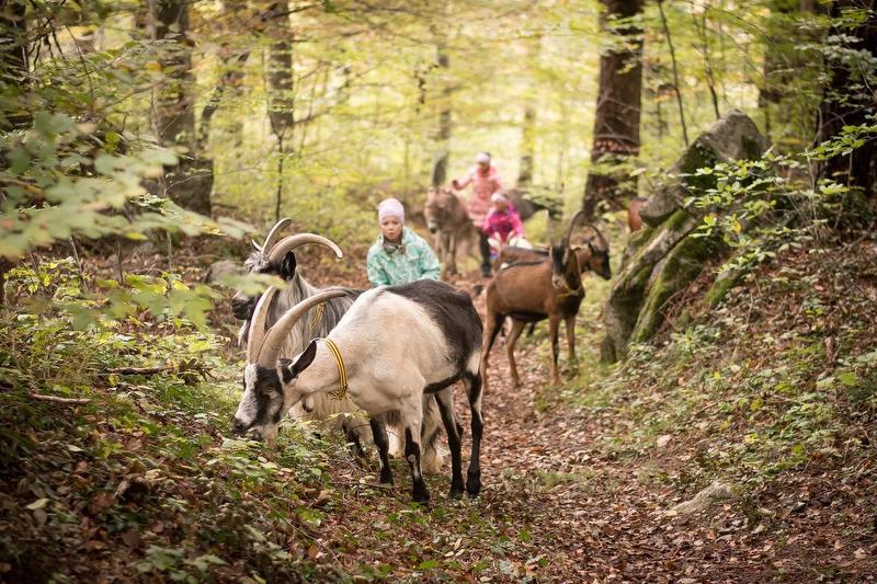 Geissenwanderung: Kinder entdecken Ziegen beim Wandern im Wald, Naturerlebnis mit Tieren