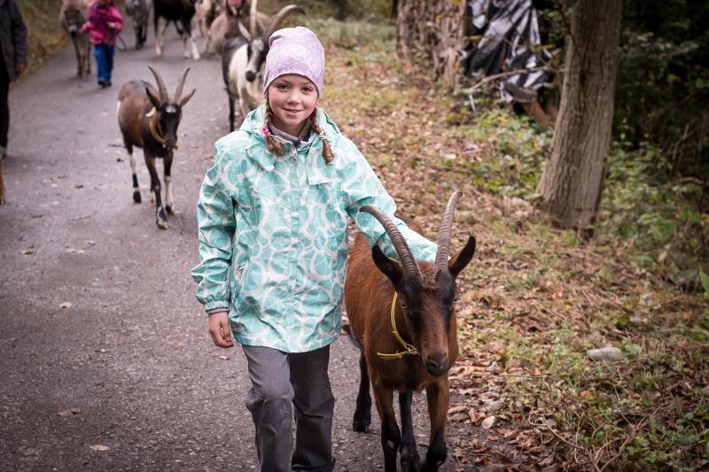 Geissenwanderung: Kind mit Ziege auf dem Weg, entspannende Naturerfahrung für Familien.