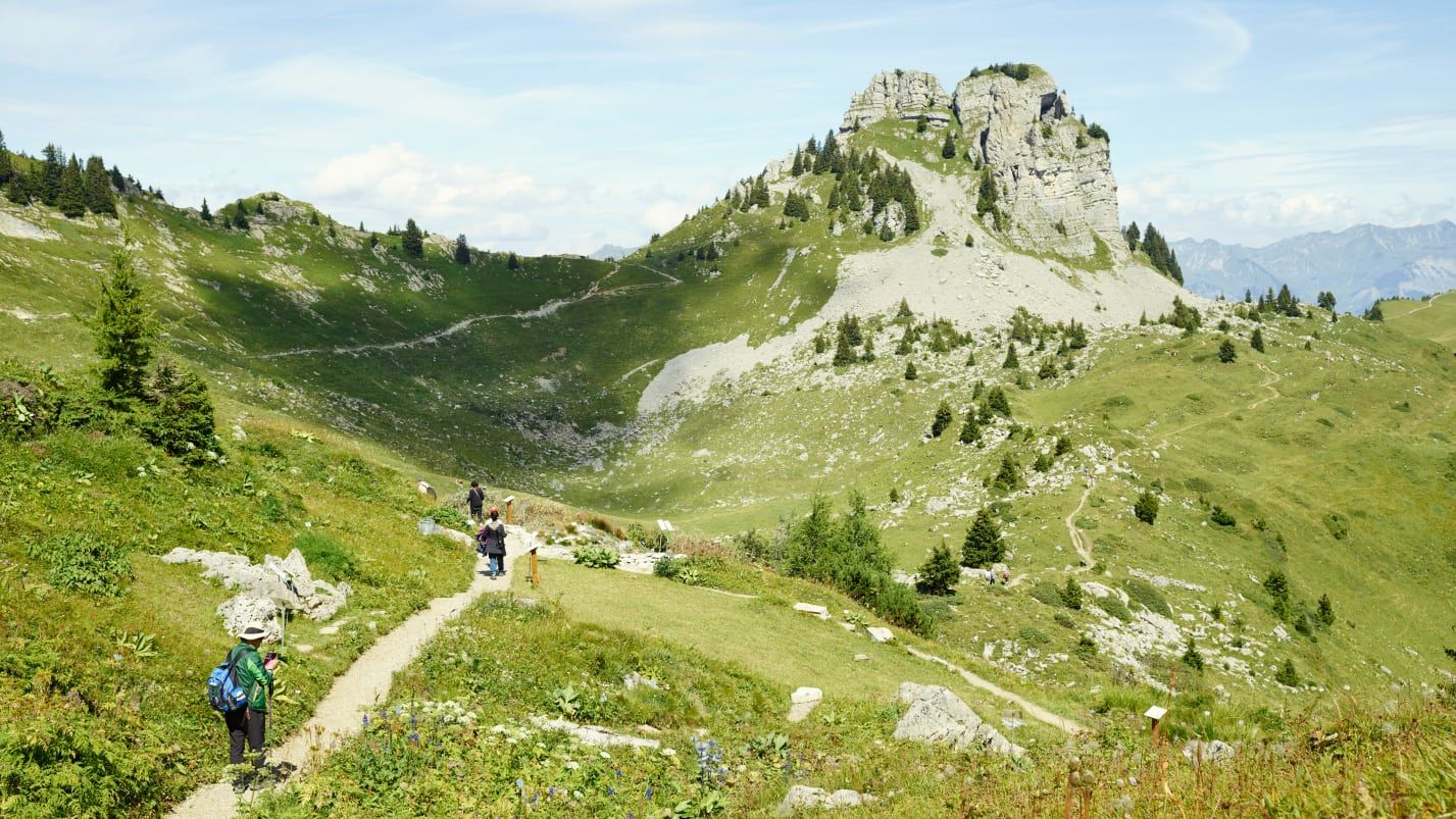 Schynige Platte Wanderung zum Oberberghorn, grüne Hügel im Sommer