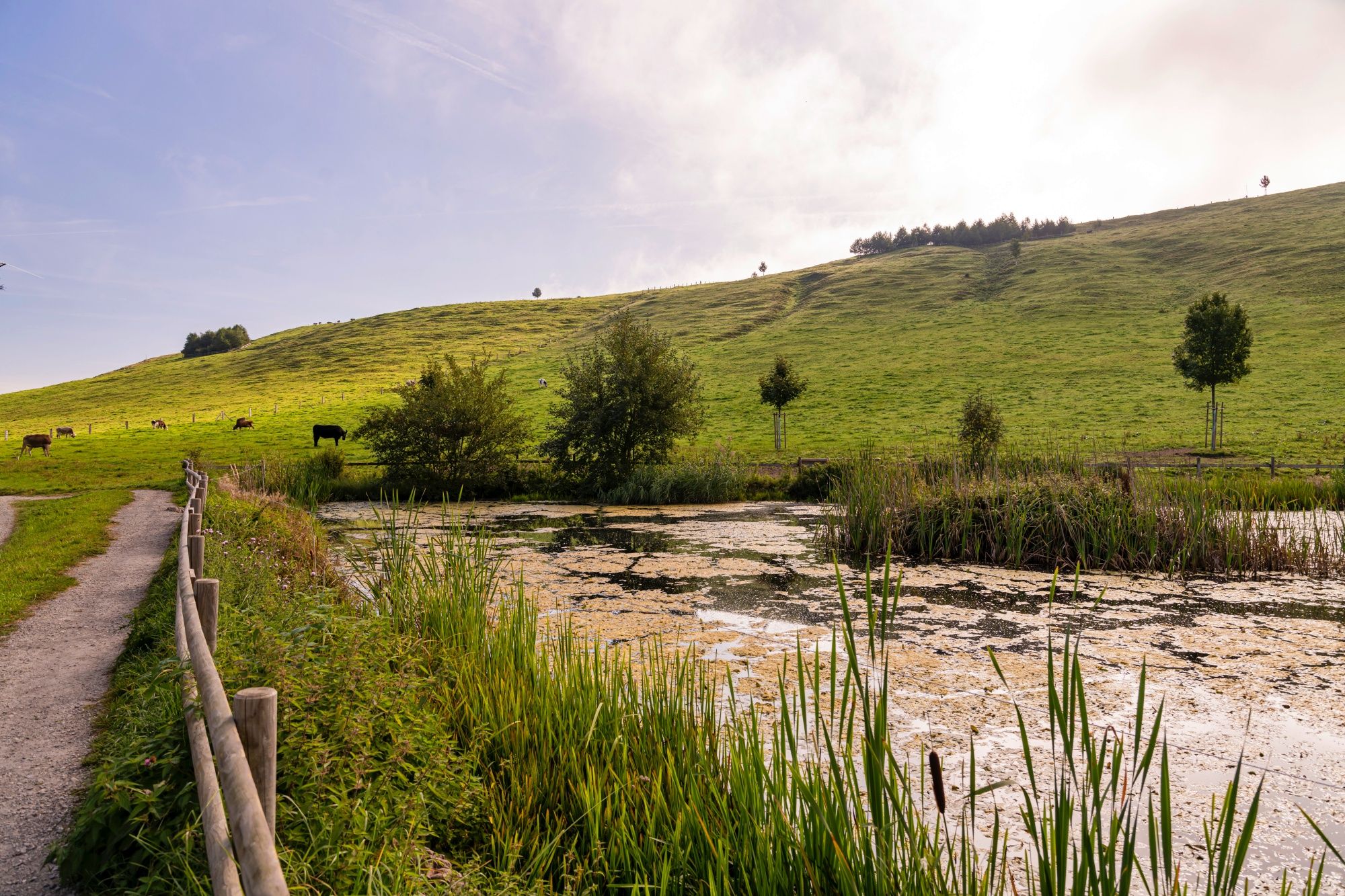 Seebodenalp: มองไปยังทุ่งหญ้าสีเขียวและบ่อน้ำสงบในเคิสช์นัคในช่วงฤดูร้อน.