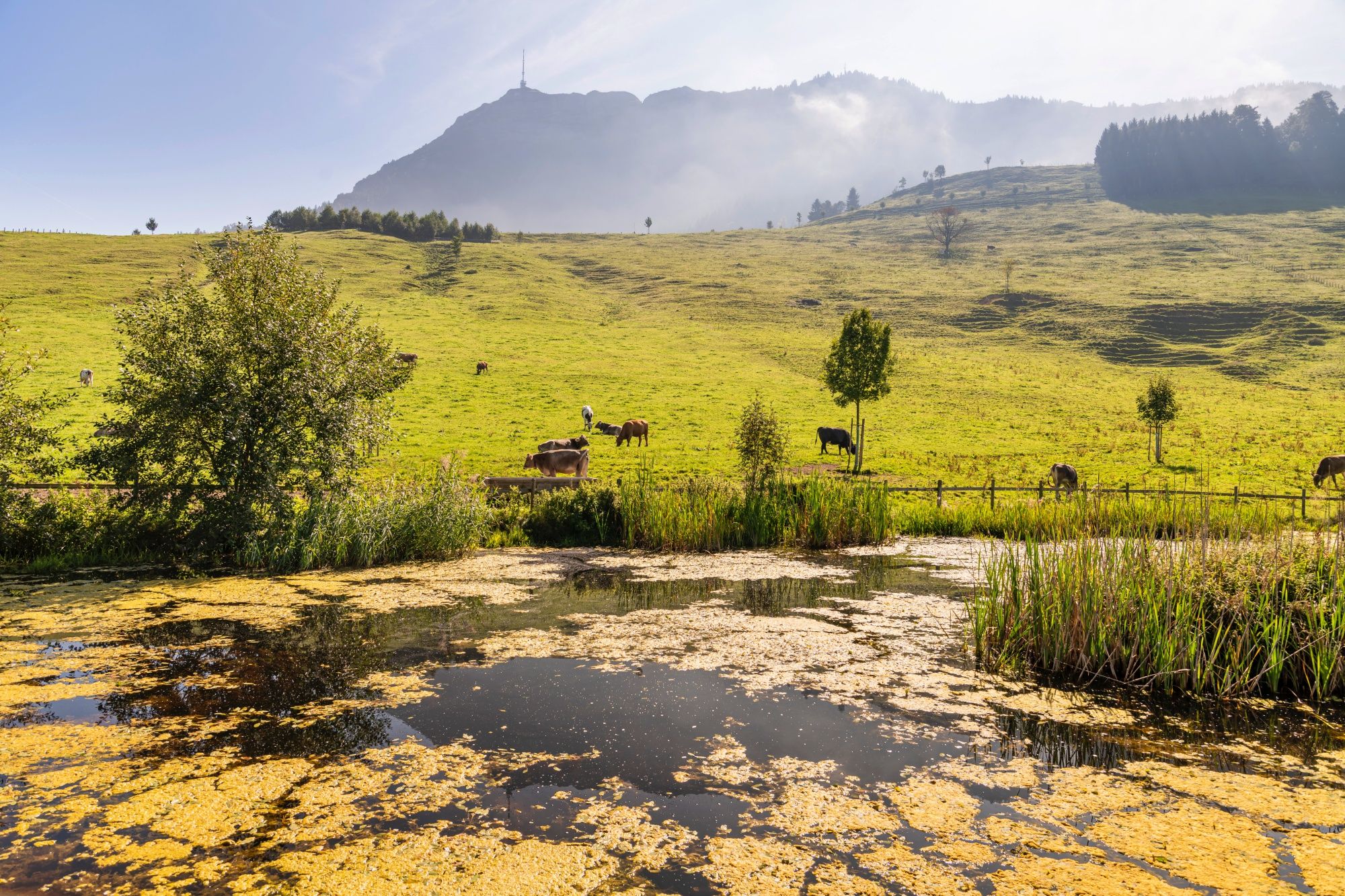 Seebodenalp: สวรรค์บนดินที่มีทุ่งหญ้าและวัวล้อมรอบ ด้วยภูเขาและธรรมชาติ.