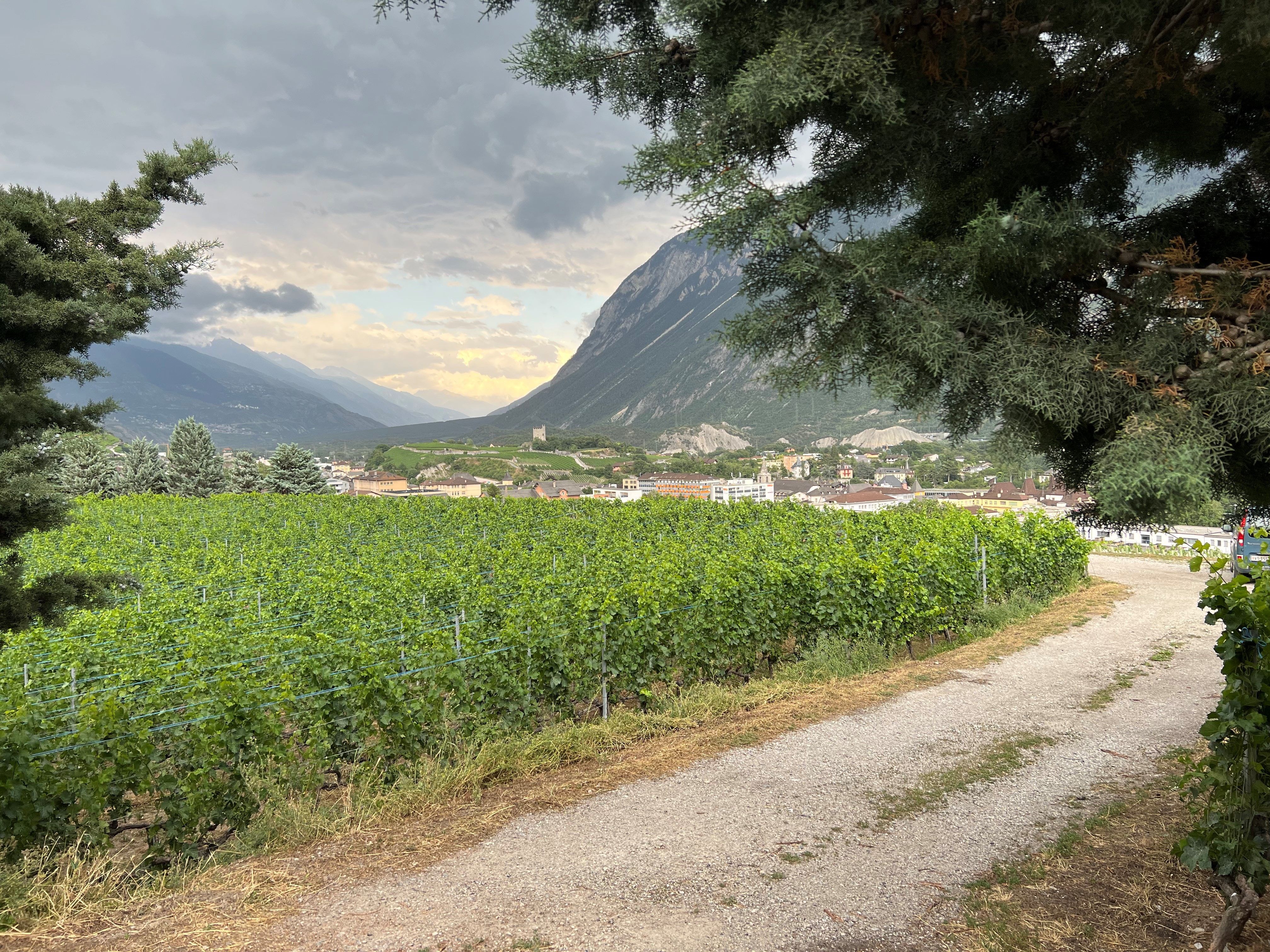 Sierre: pintoresco paisaje de viñedos en Valais con montañas y naturaleza. Perfecto para excursiones relajantes.