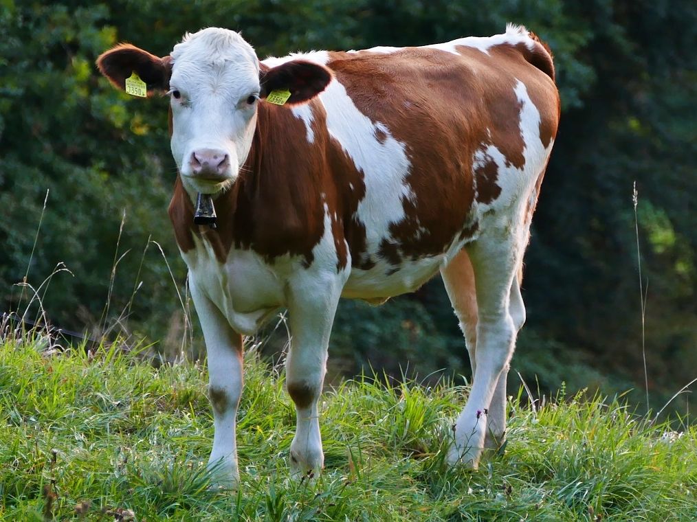 Simmentaler koe op groene weide in de natuur