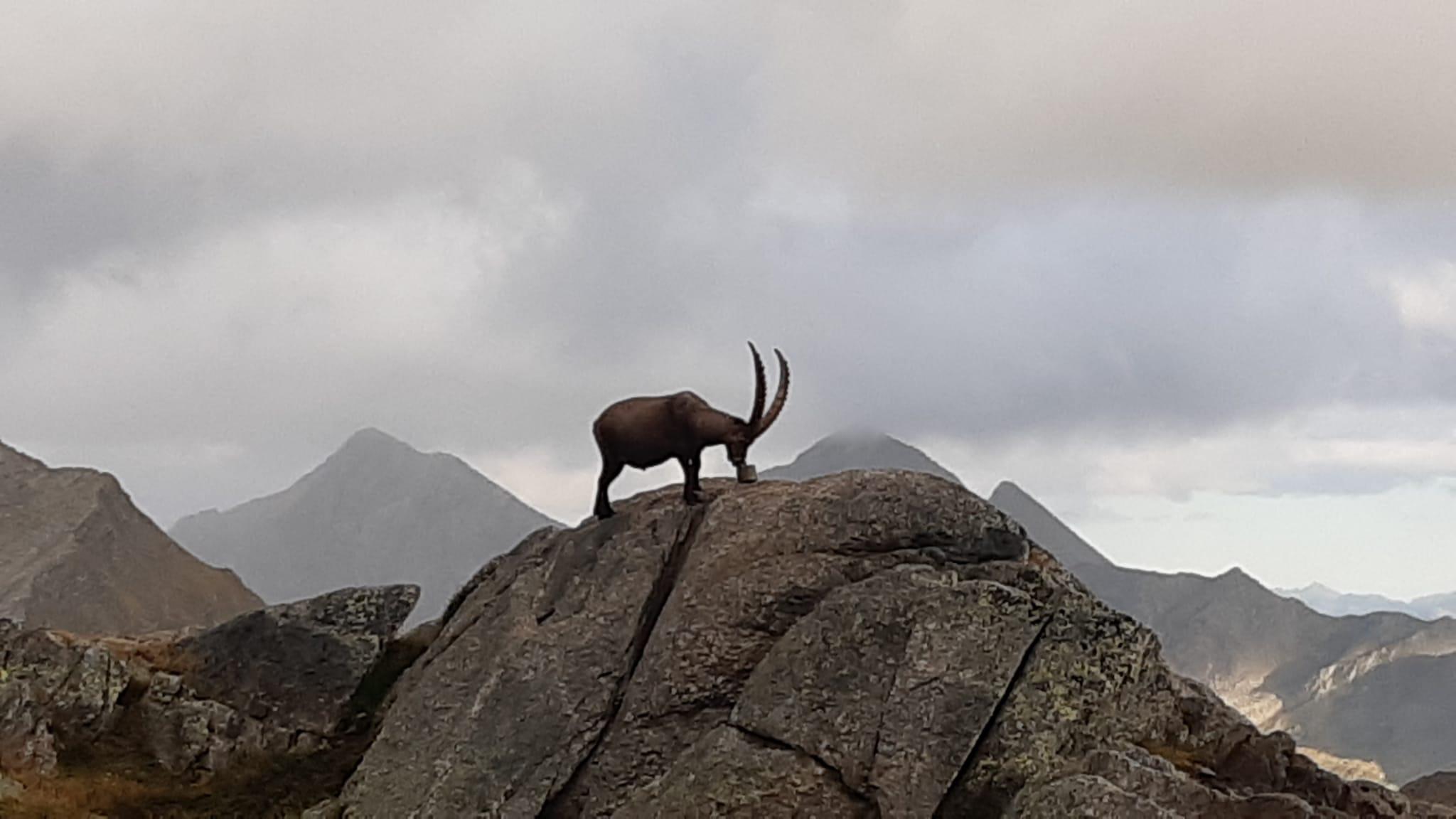 Steenbok: indrukwekkende dierenobservatie in Scuol met majestueuze bergen op de achtergrond
