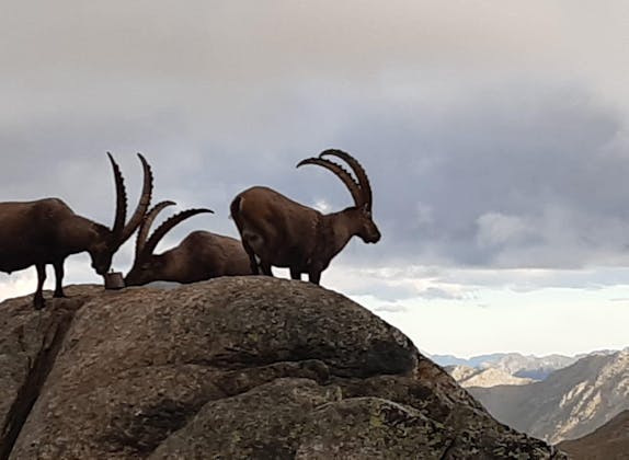 Steinböcke beobachten in Scuol, fantastische Berglandschaft, Naturerlebnis, Tiere in den Alpen.