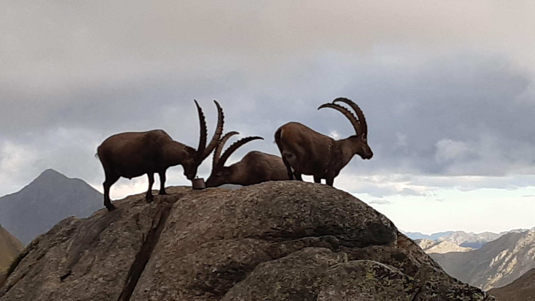 Steenbokken in Scuol: Observeer de majestueuze dieren in hun natuurlijke omgeving.