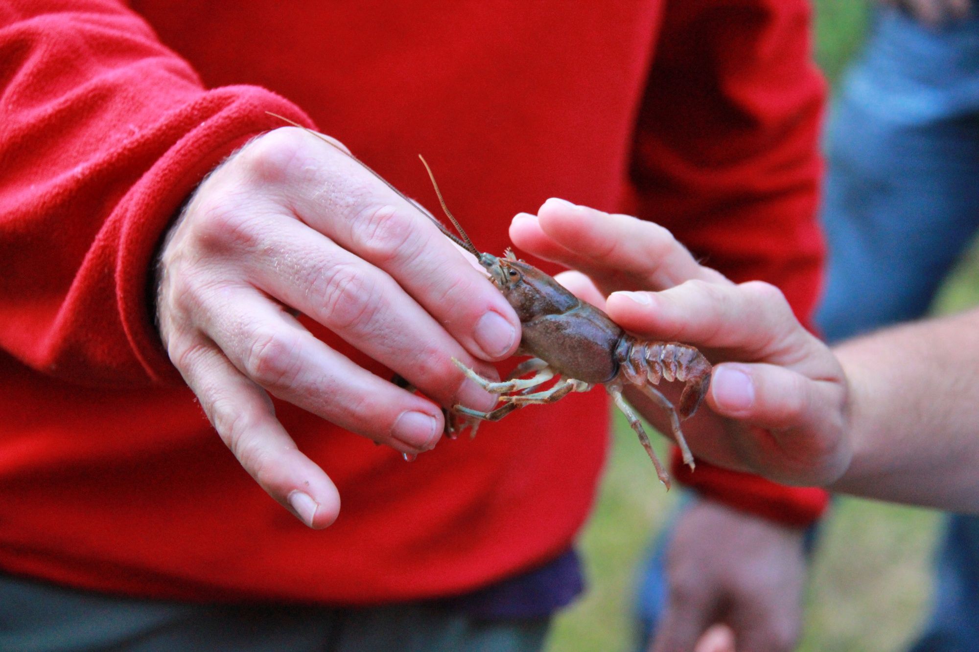Krevety: objevte fascinující živočišný svět při výpravě do přírody.