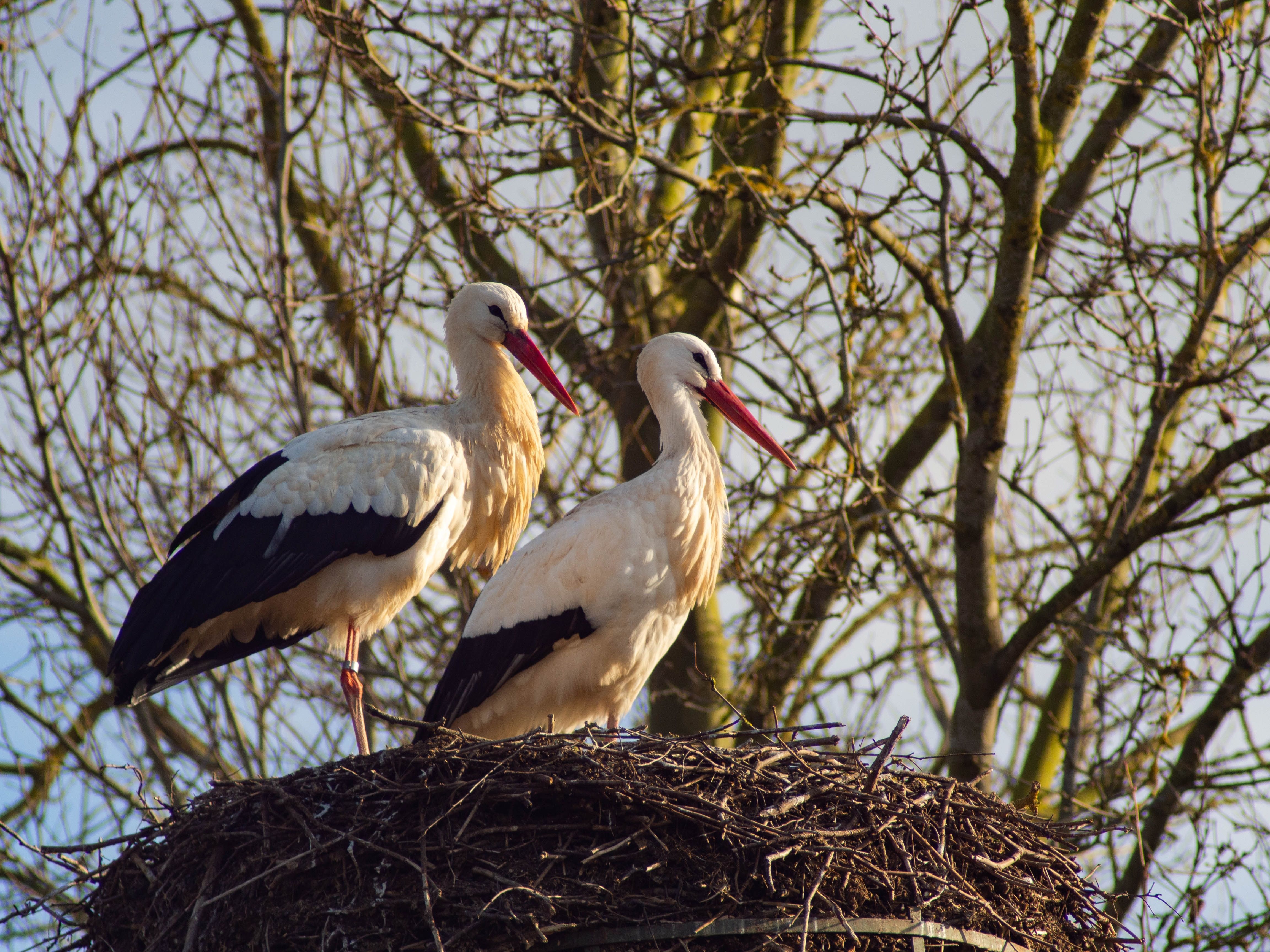 Cicogne: Due eleganti cicogne nel loro nido in natura, circondate da alberi in primavera.