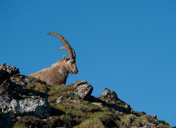 Ibex dans la région de Heidiland sur un pré de montagne avec un ciel bleu