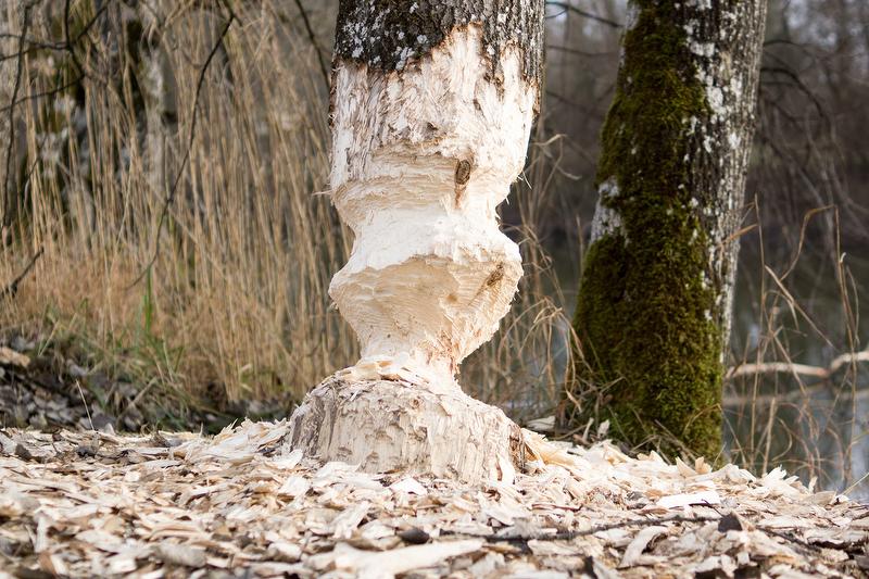 نشاط ابنورة على جذع شجرة، محيط بالماء والطبيعة