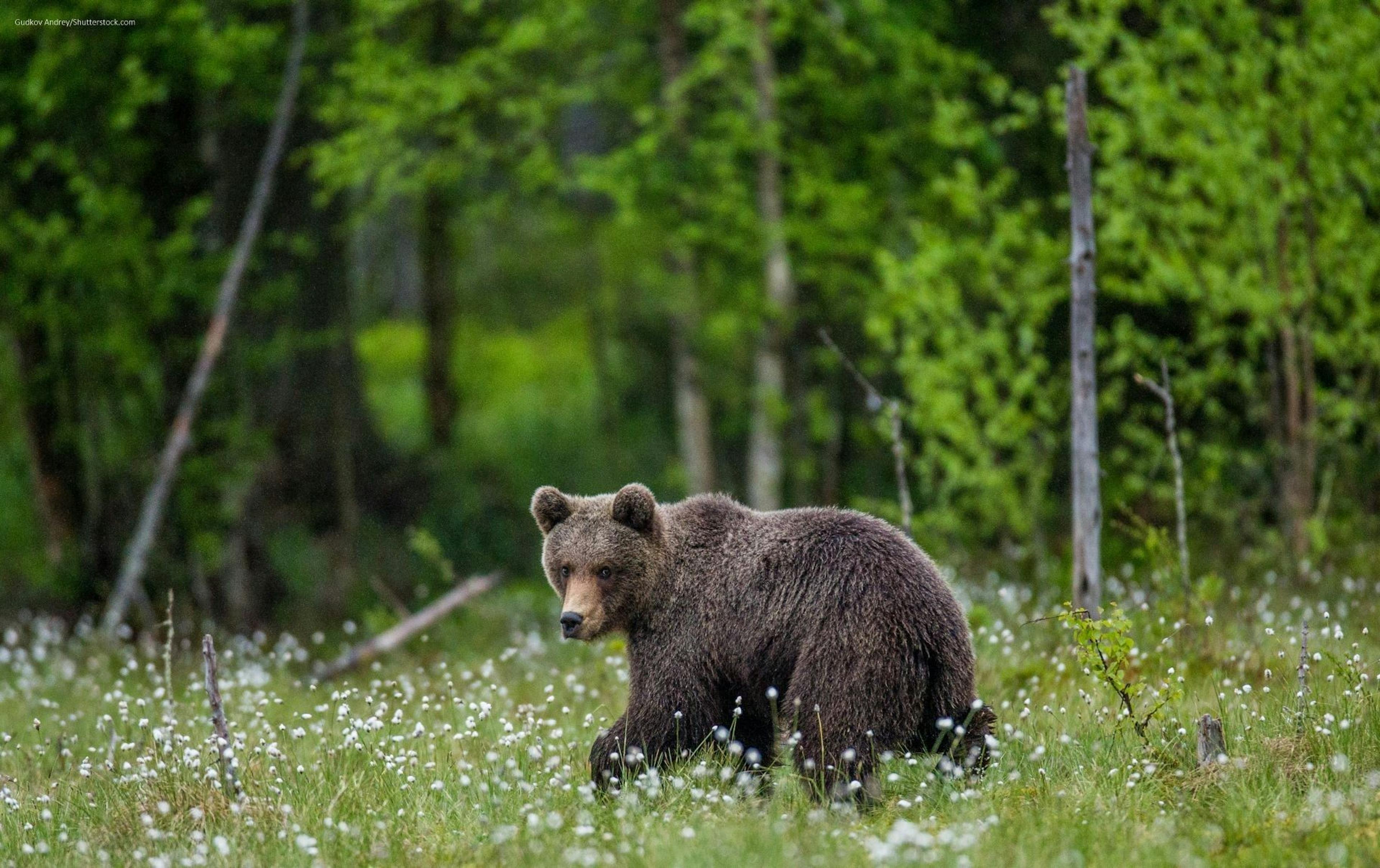 Bär: neugierig im Wald. Entdecke die Wildtiere in ihrer natuerlichen Umgebung.