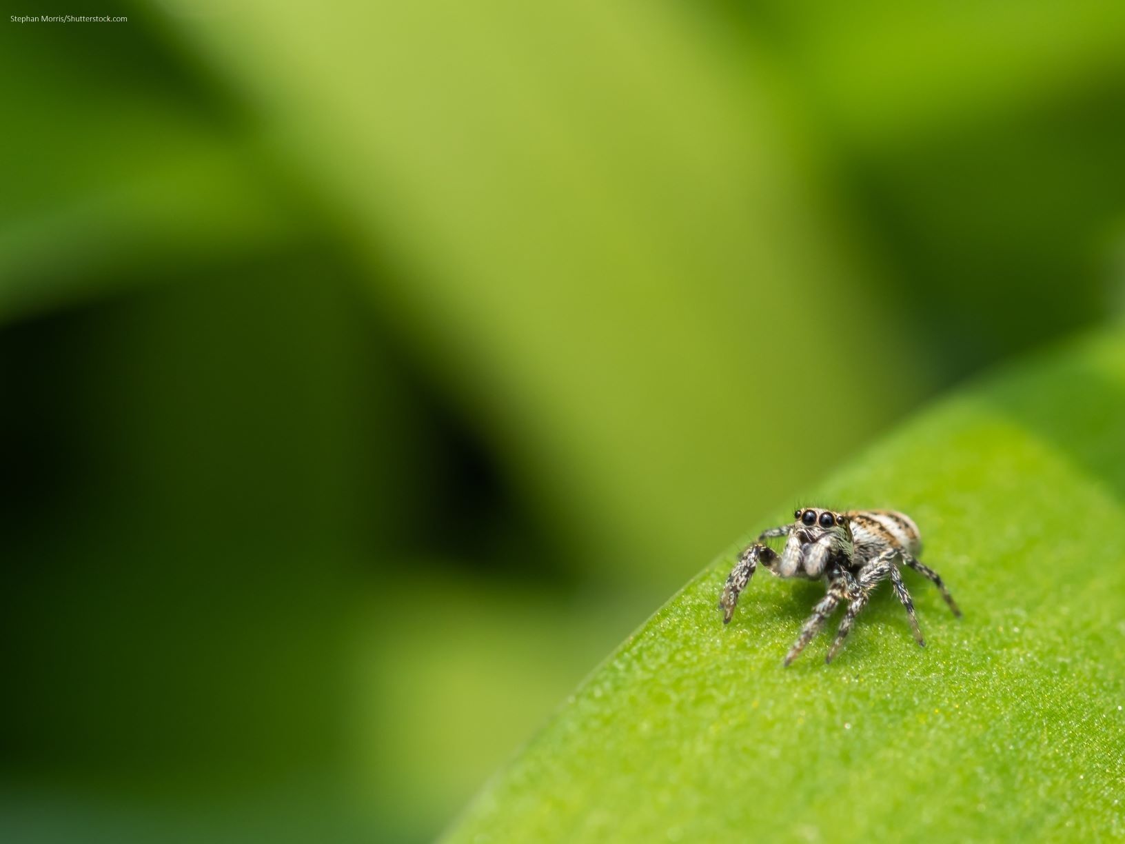 Workshop Blad Spin: Detailopname van een spin op blad met focus op natuur en kleine organismen.