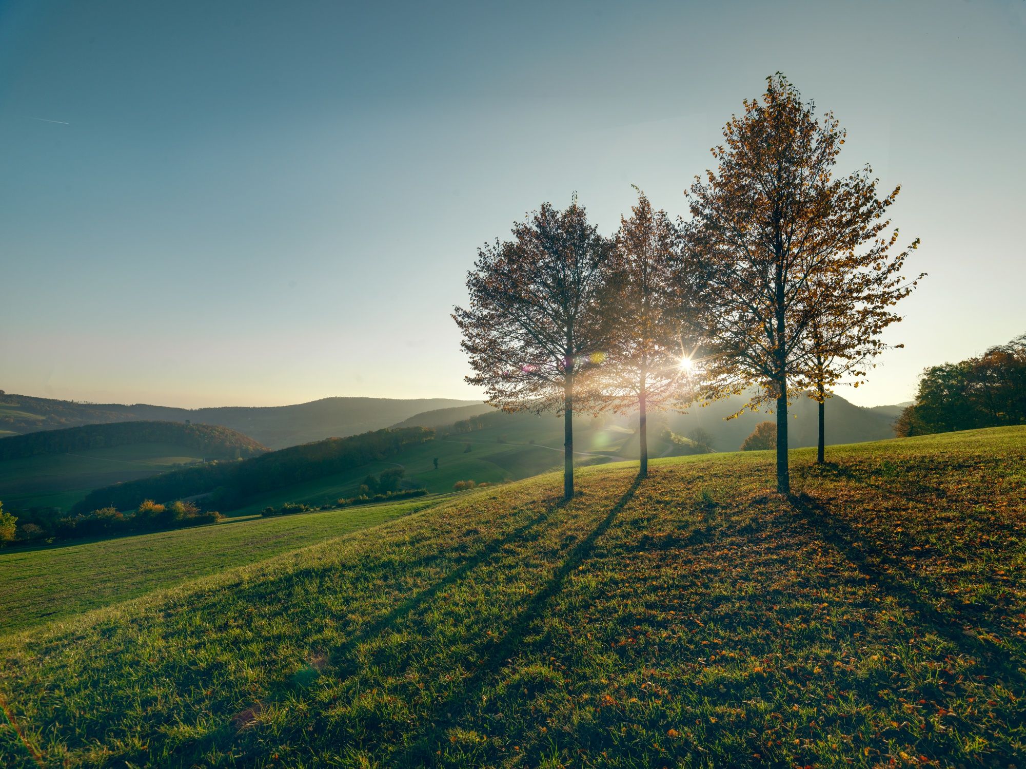 木碗：手工制作于塔尔海姆，非常适合艺术和自然爱好者。