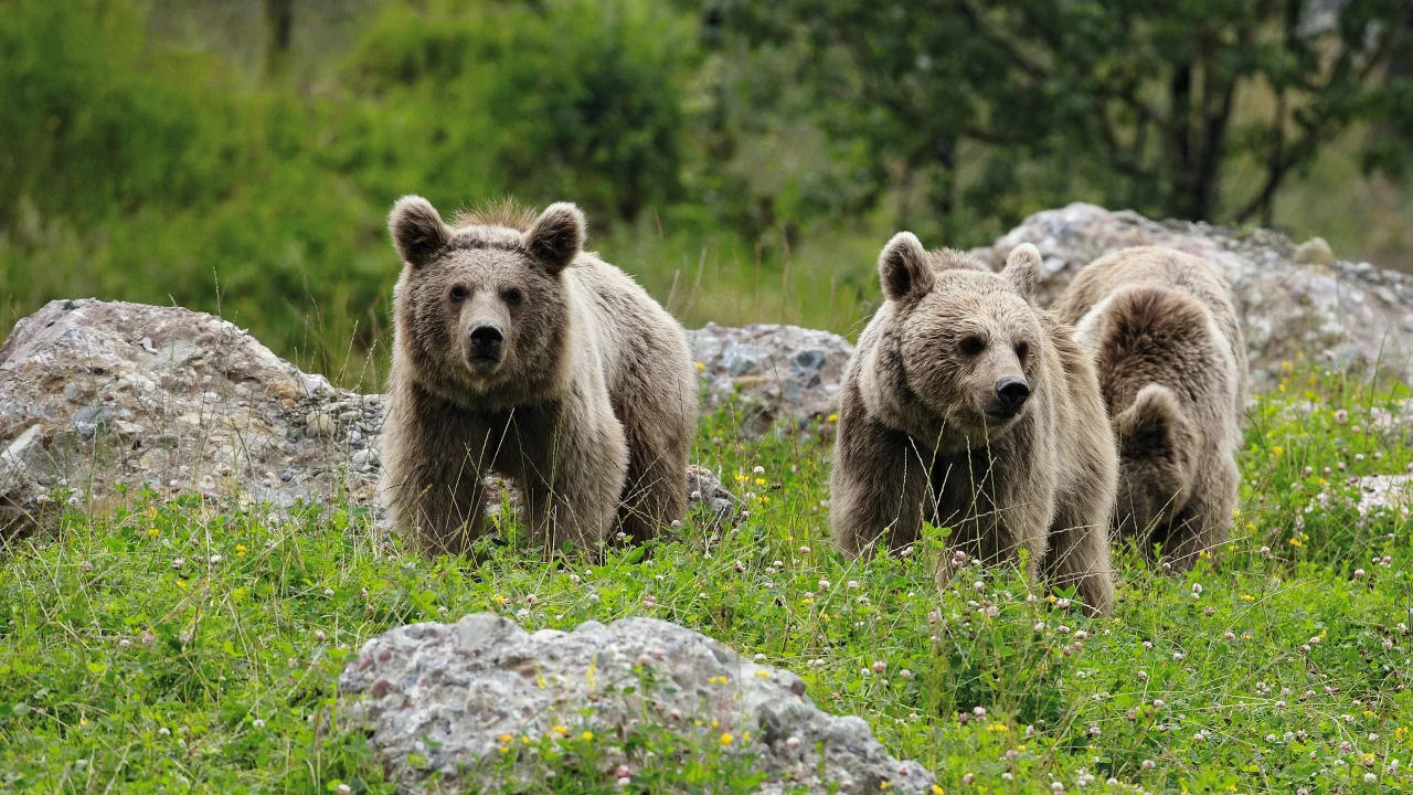 골다우 아르트 동물원에서 풀을 뜯고 있는 곰들입니다.