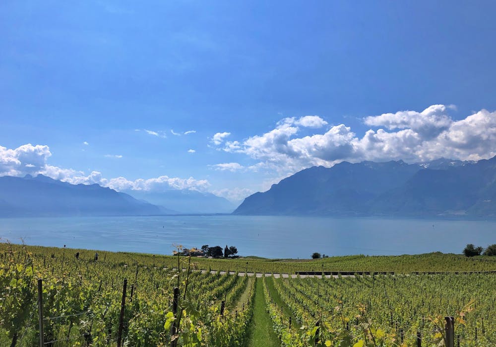 日内瓦湖的美景,四周环绕着葡萄园和山脉
