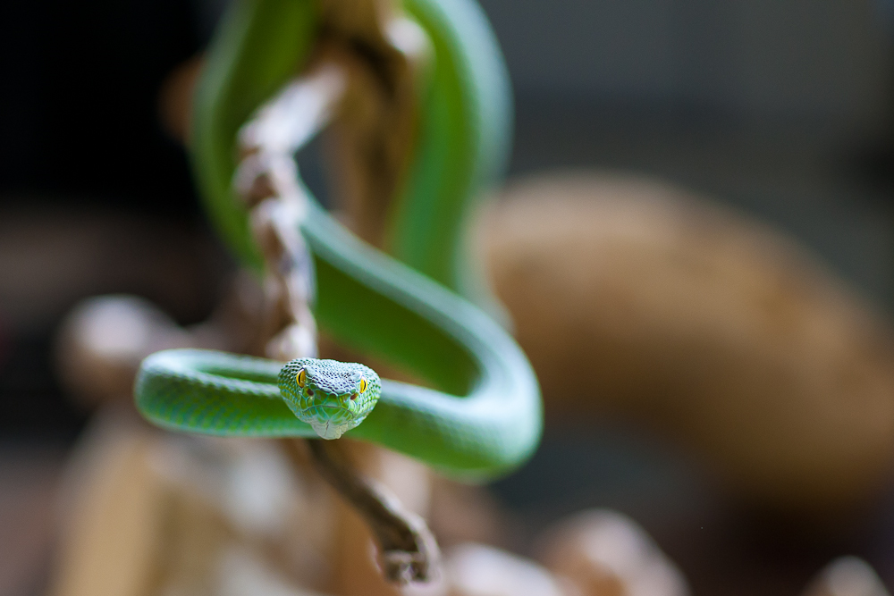 白唇竹蛇在树枝上，鲜艳的绿色，令人印象深刻，是一个有趣的景象。
