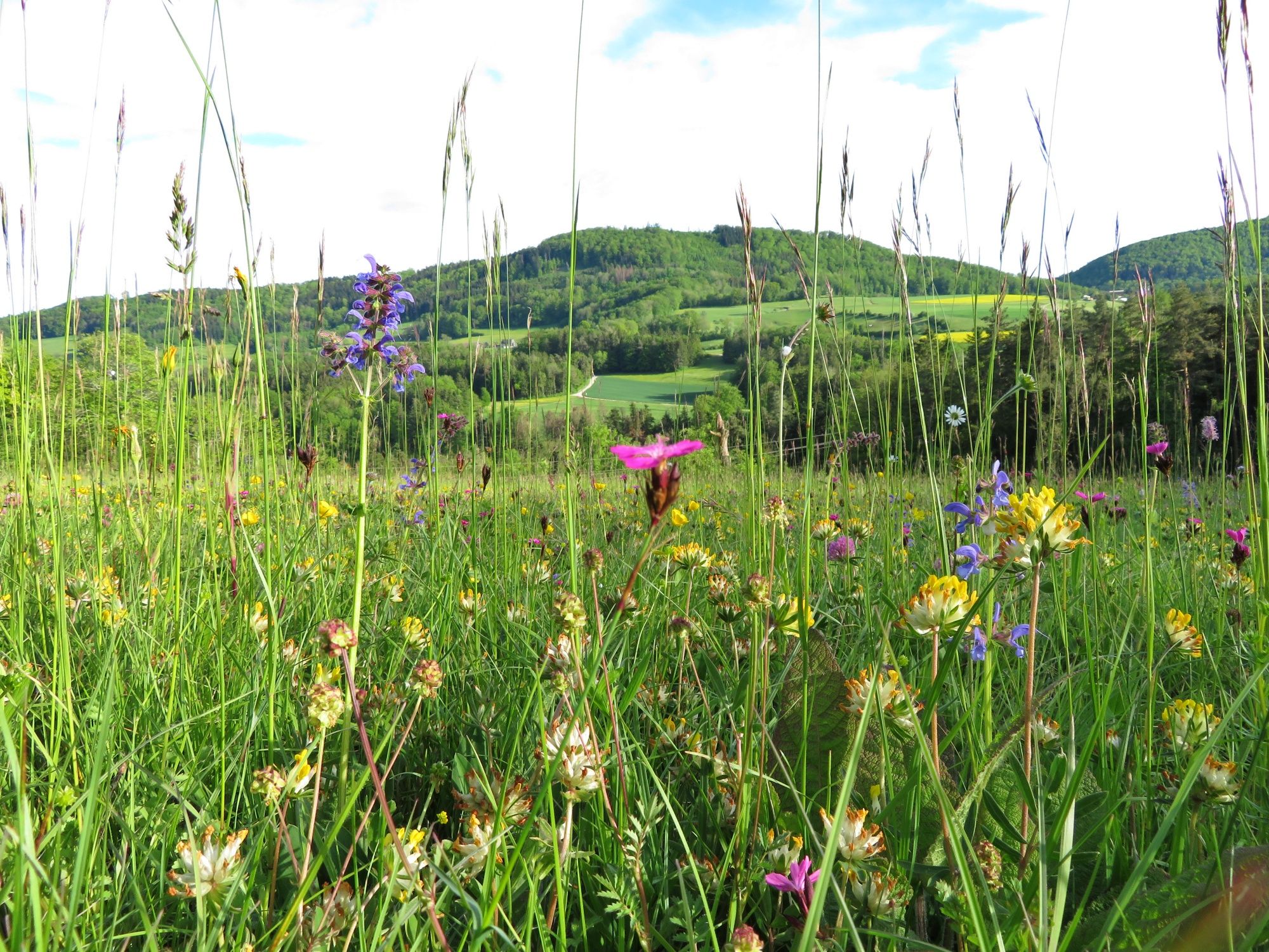 Torräng med färgglada vilda blommor i Jurapark Aargau nära Bözberg i naturen.