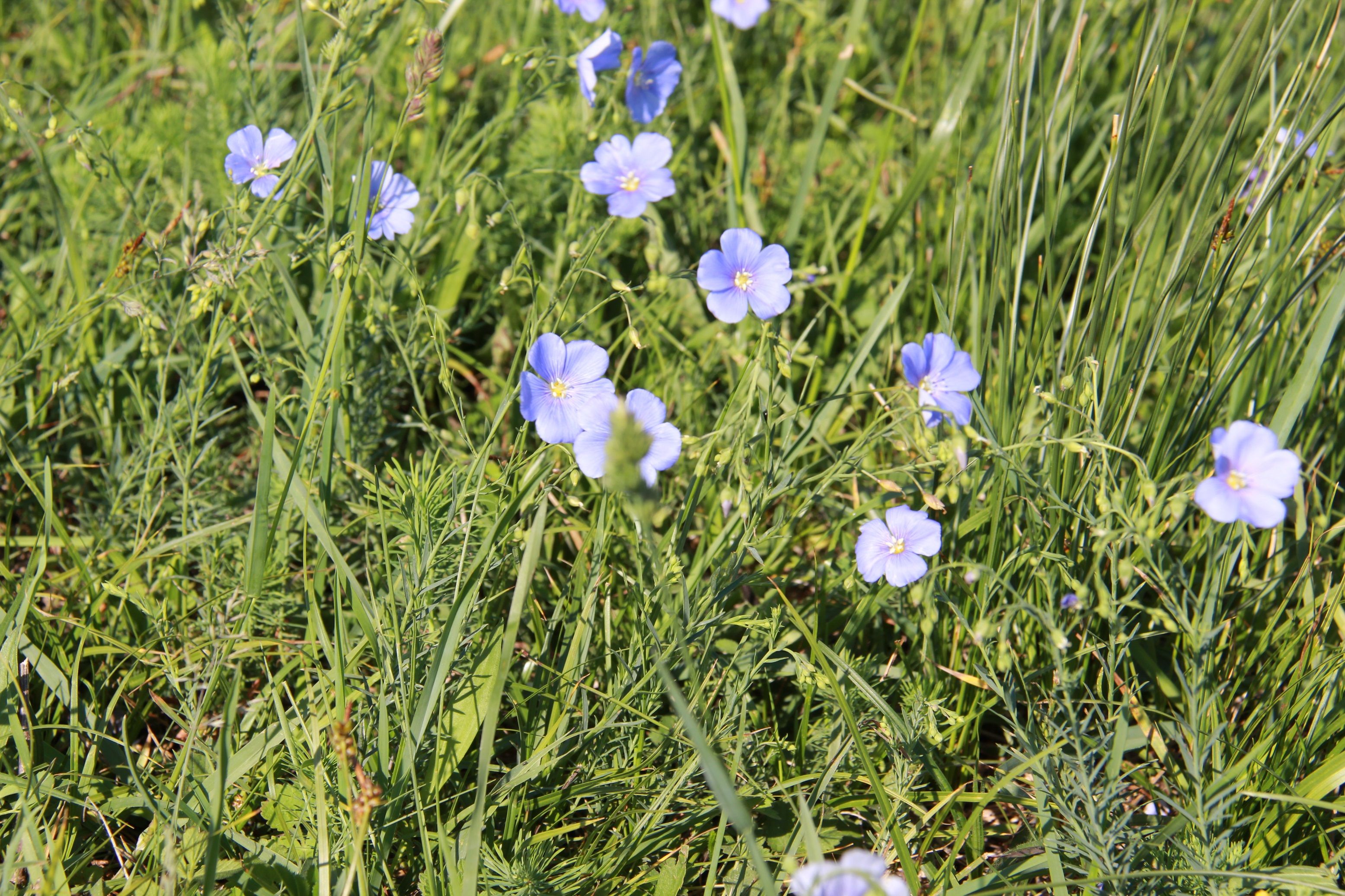 Lawatan burung dengan Bunga Forget-me-not di Jurapark Aargau, musim bunga, Pengalaman Alam