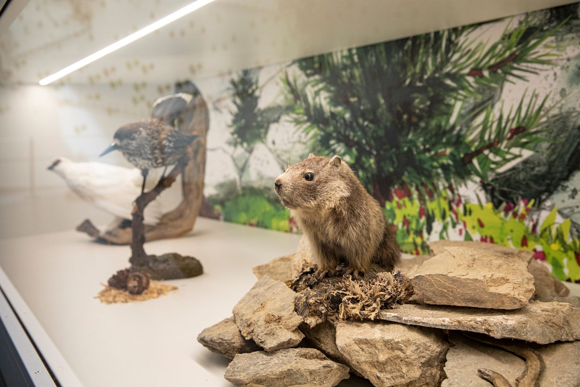 WNF Alpentiere: Hochwertige Exponate der Alpenwelt mit zahlreichen Tieren aus der Region.