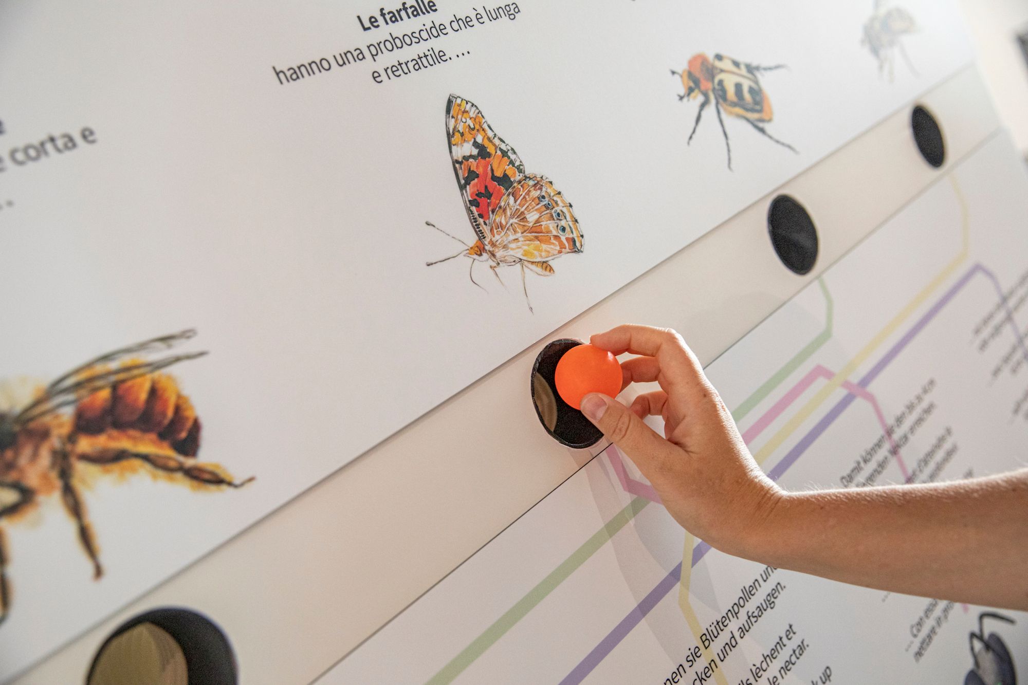 Bestäuber: Interaktive Ausstellung über Bestäuber mit Schmetterlingen und einem Lernspiel.