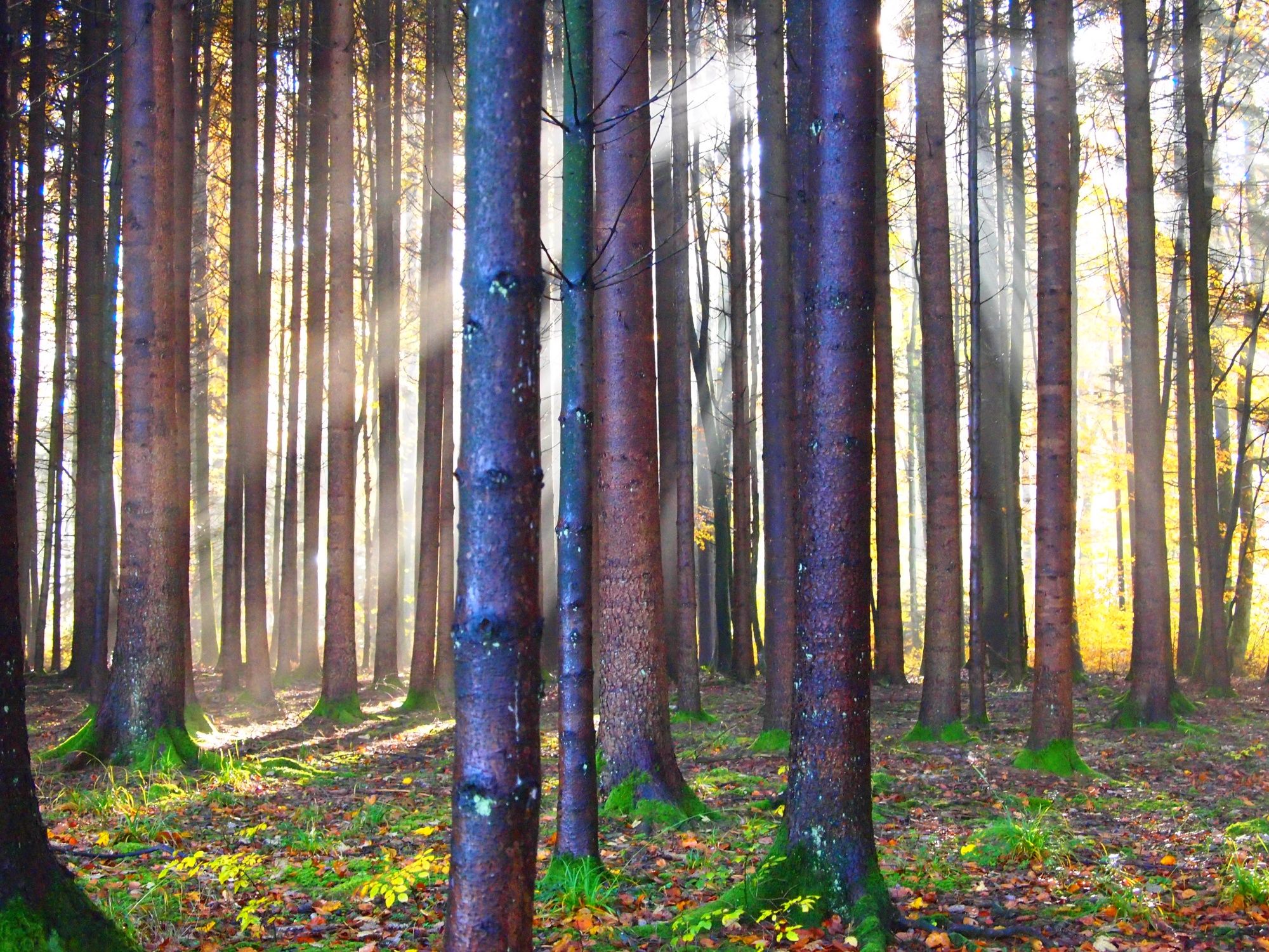 Taman Hutan Jurapark: pohon-pohon yang lebat dan sinar matahari, cocok untuk pecinta alam dan bersantai.