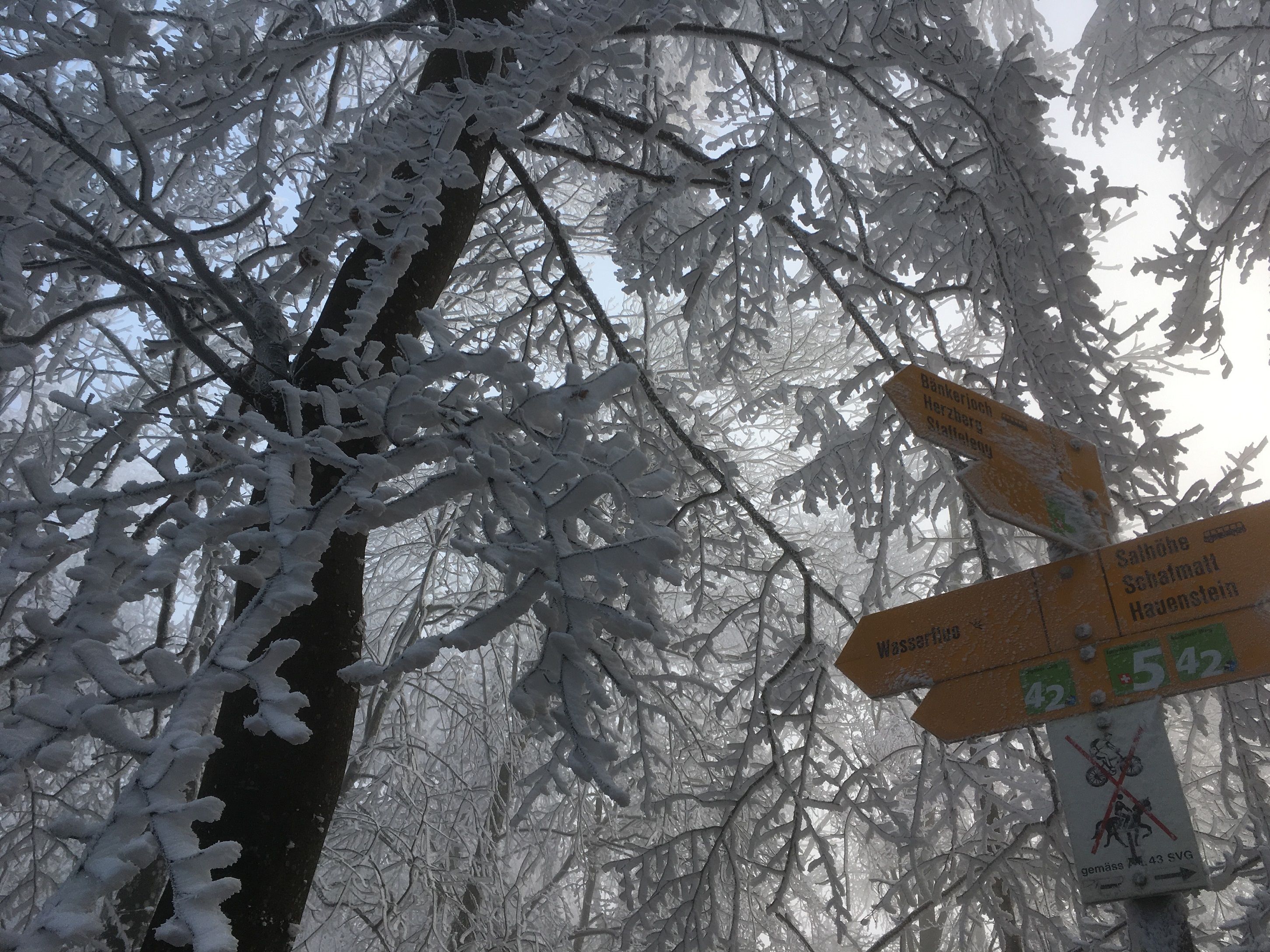 Winterwanderung: Wegweiser im verschneiten Wald zeigt Routen für Wanderer und Naturfreunde.