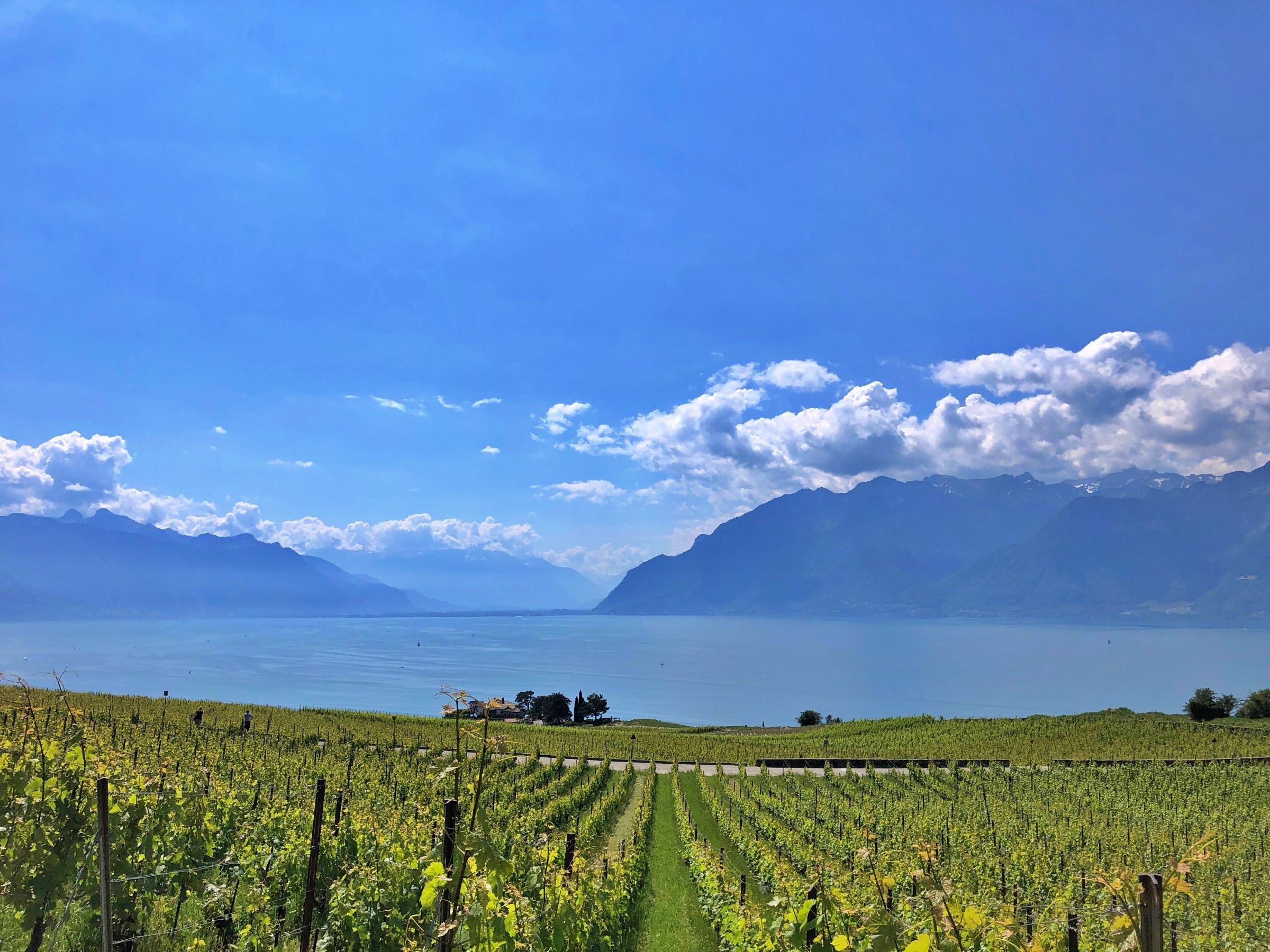 포도밭: 여름에 베베이에서 포도밭과 제네바 호수의 경치를 즐기세요.