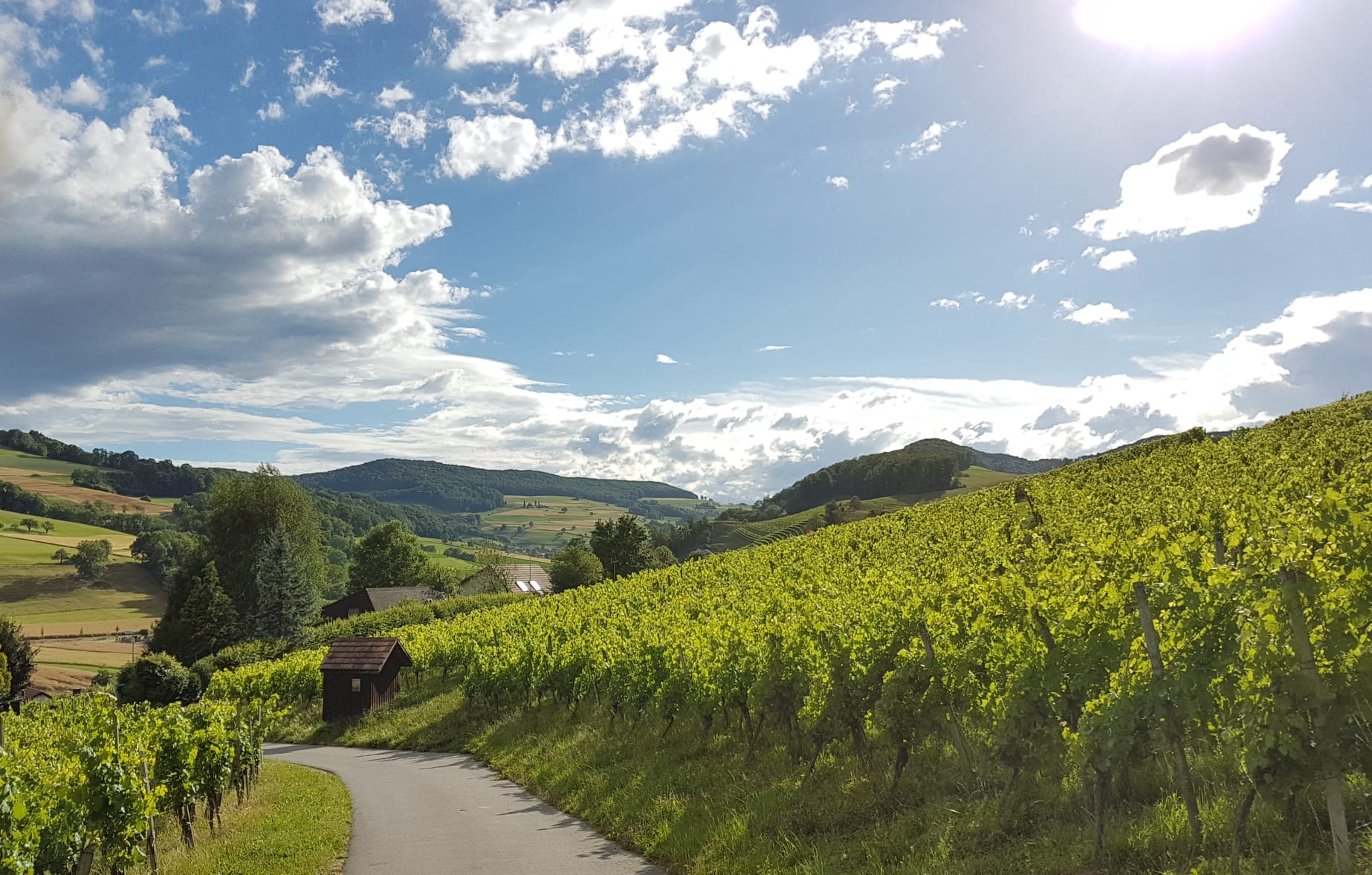 Caminhada pelo vinho: Experimente a beleza das vinhas no Jurapark Aargau em Oberflachs.